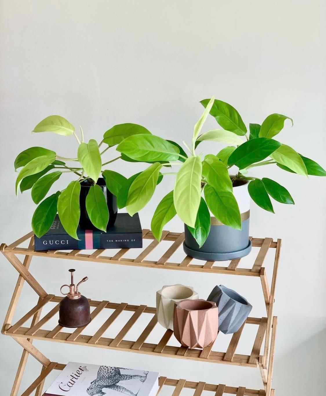 5 Tier Folding Simple Bamboo Plant Rack