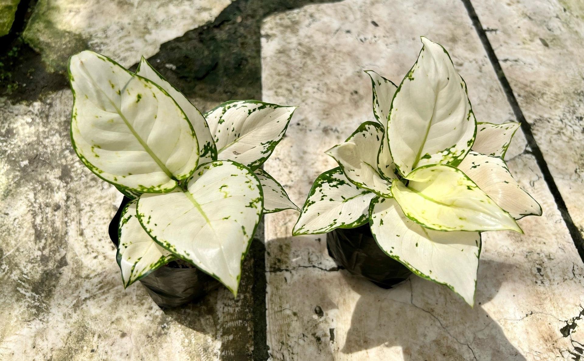 Aglaonema Super White - A Complete Guide