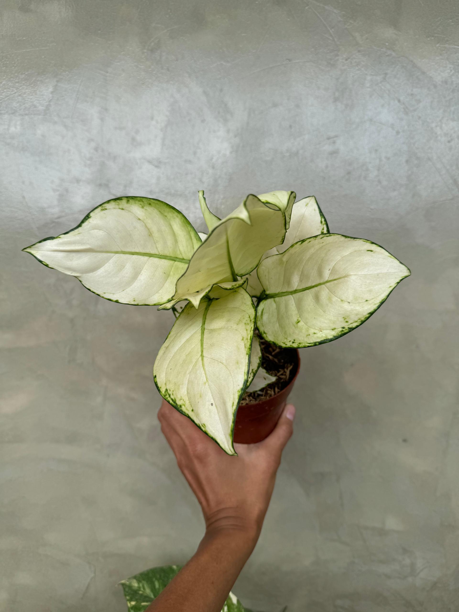 Aglaonema Super White - A Complete Guide