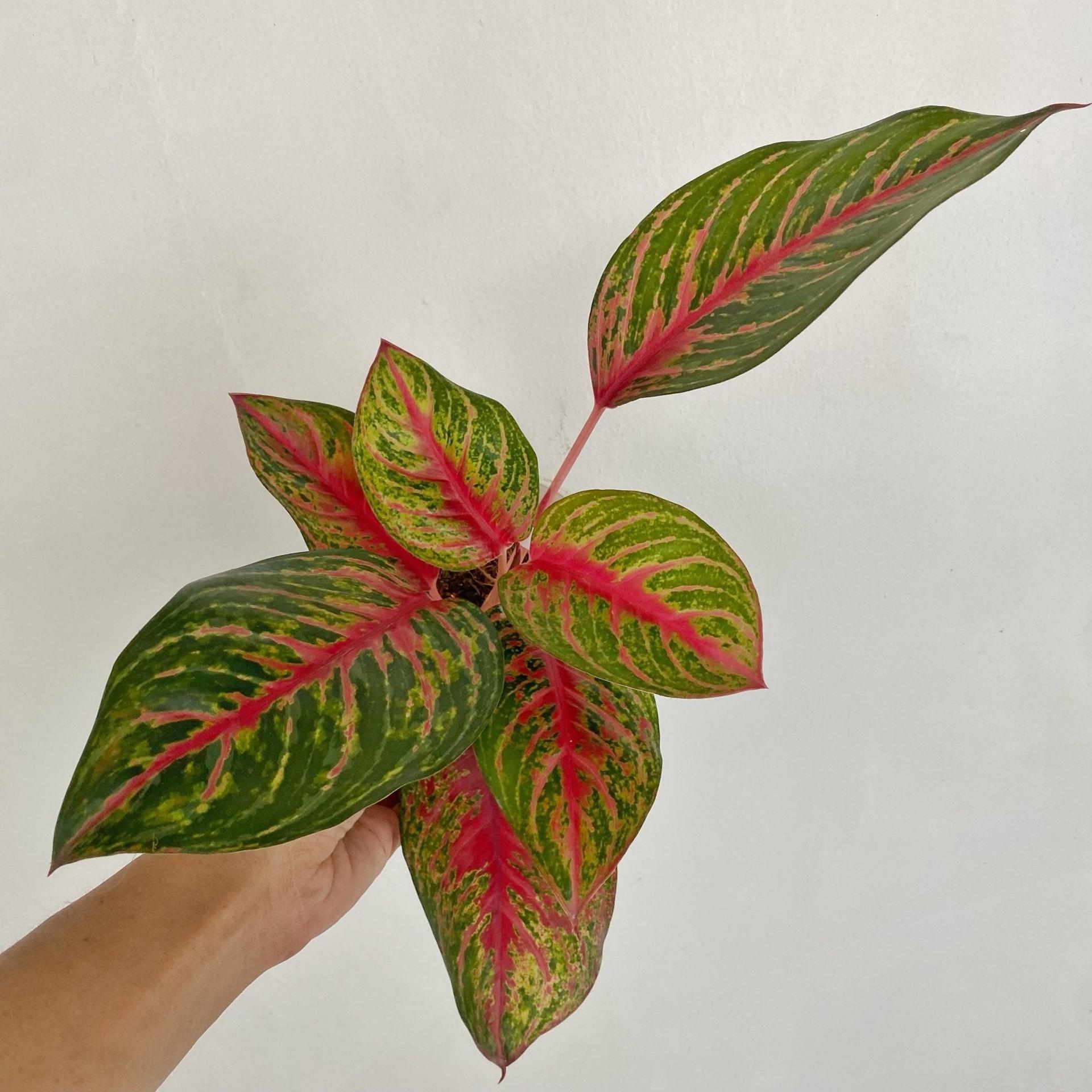 Aglaonema Amnard Jaoen