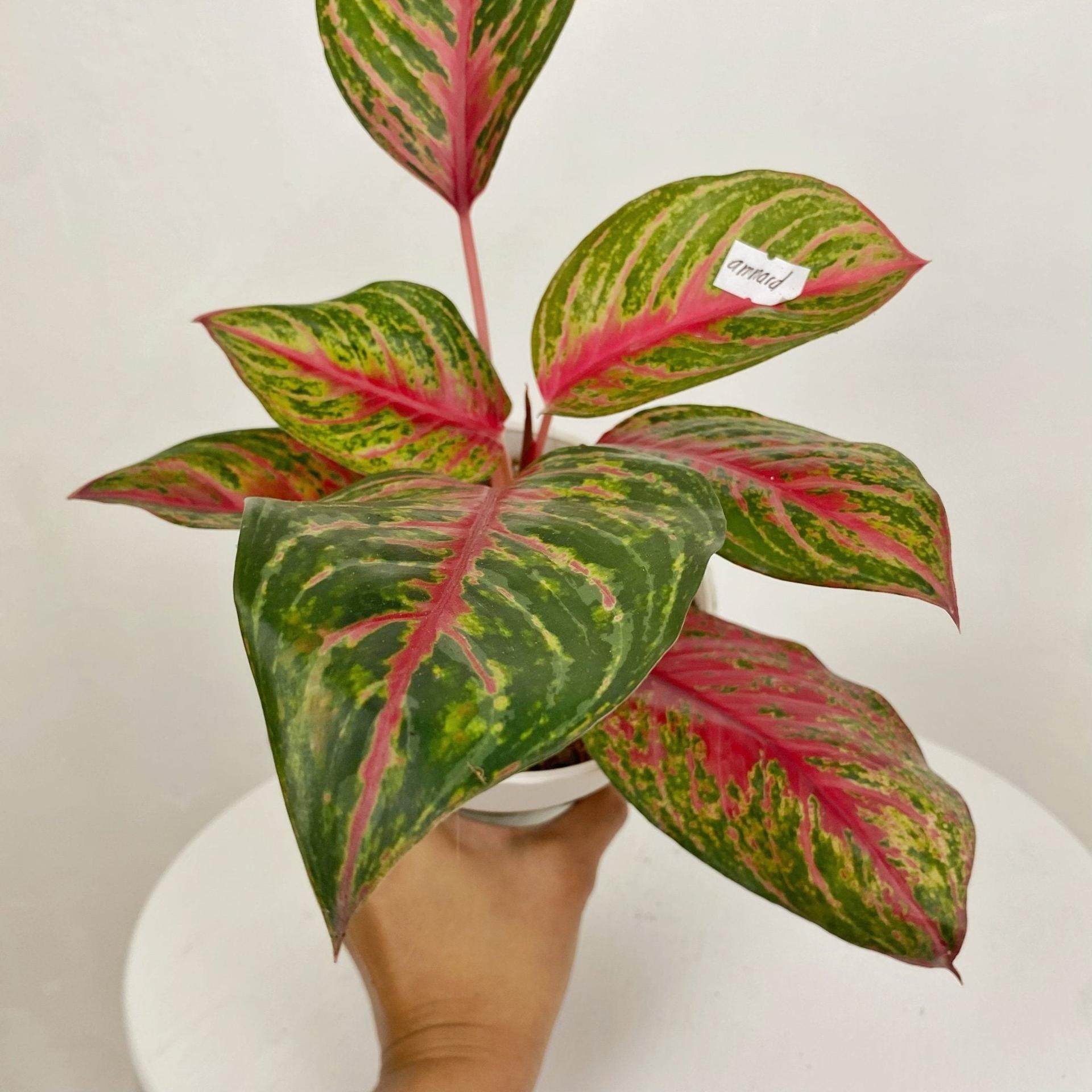 Aglaonema Amnard Jaoen
