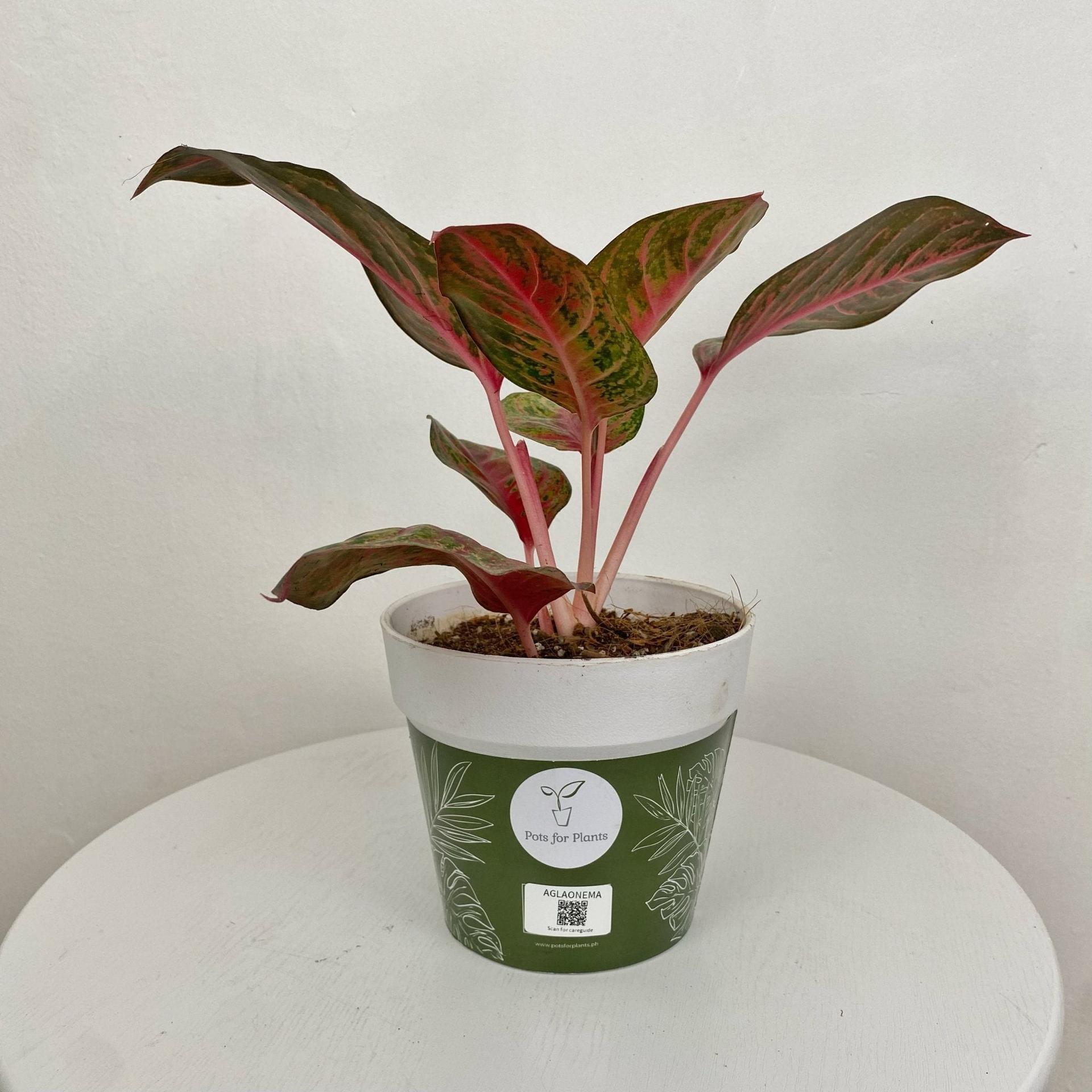 Aglaonema Amnard Jaoen