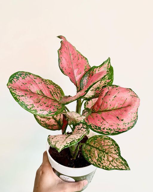 Aglaonema Anyamanee Red