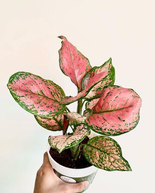 Aglaonema Anyamanee Red