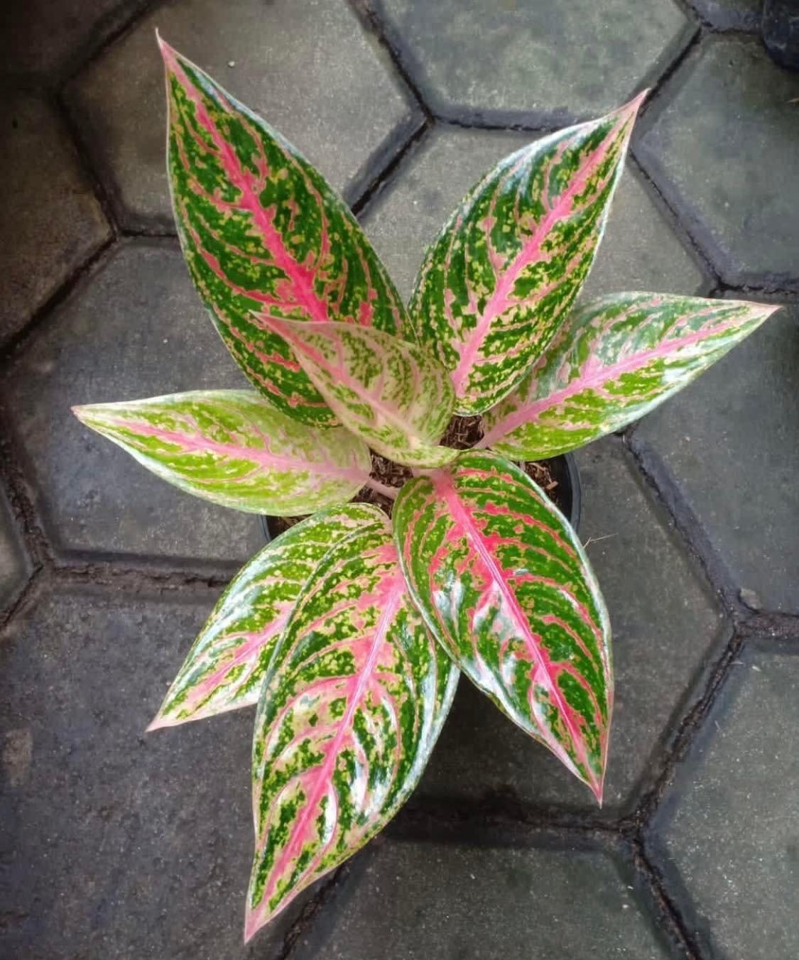 Aglaonema Ariana