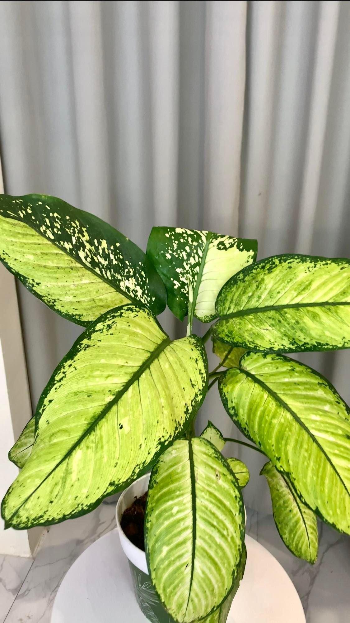 Deiffenbachia 'Camouflage'