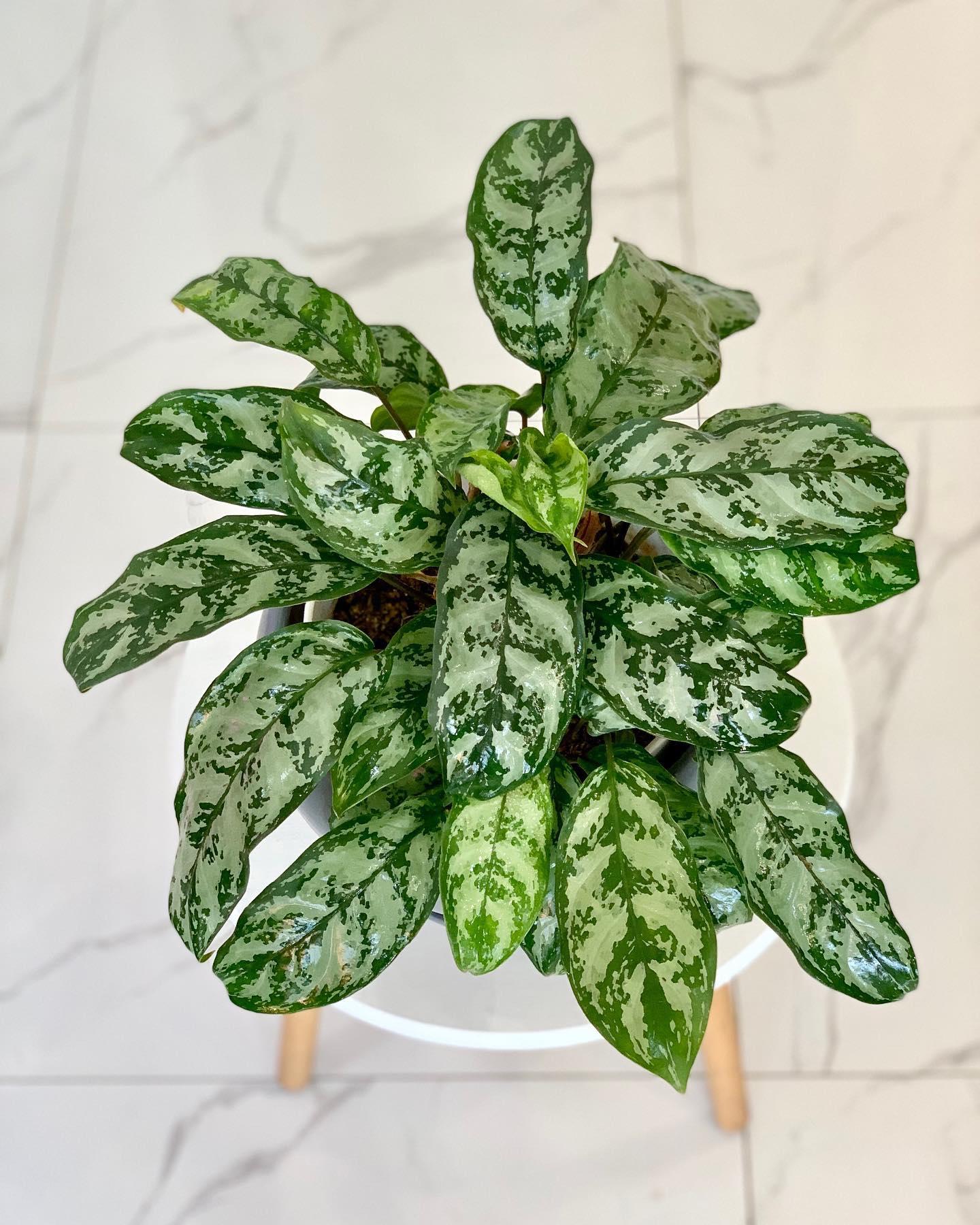 Aglaonema Chinese Evergreen - A Complete Guide
