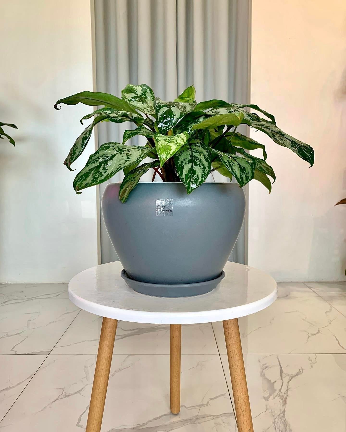 Aglaonema Chinese Evergreen - A Complete Guide
