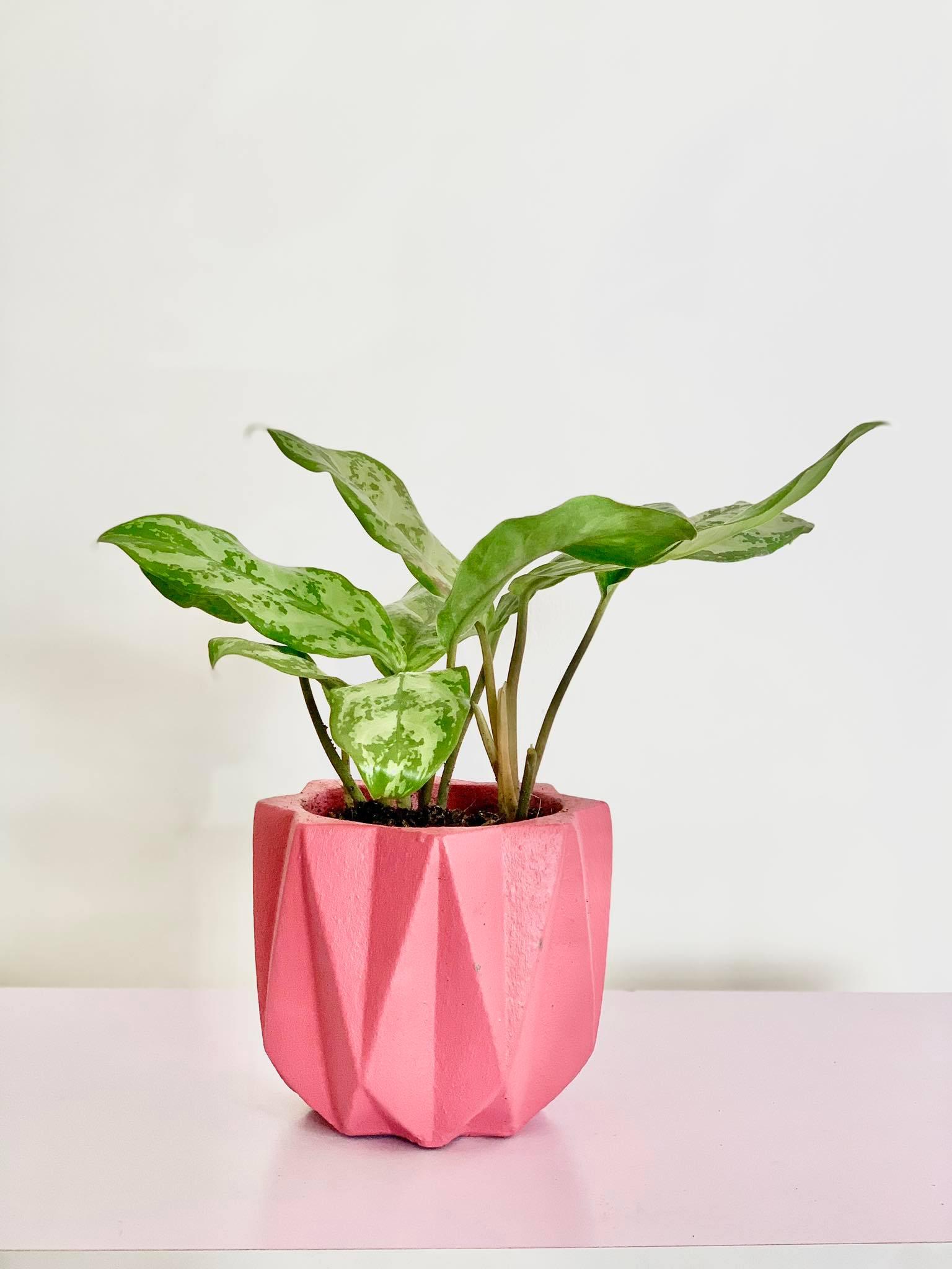 Aglaonema Chinese Evergreen - A Complete Guide