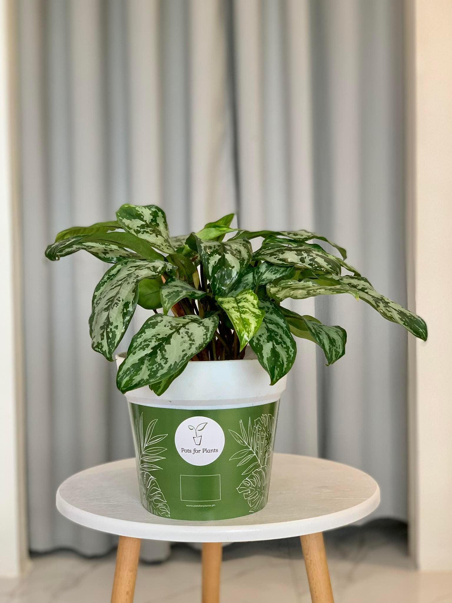 Aglaonema Chinese Evergreen - A Complete Guide