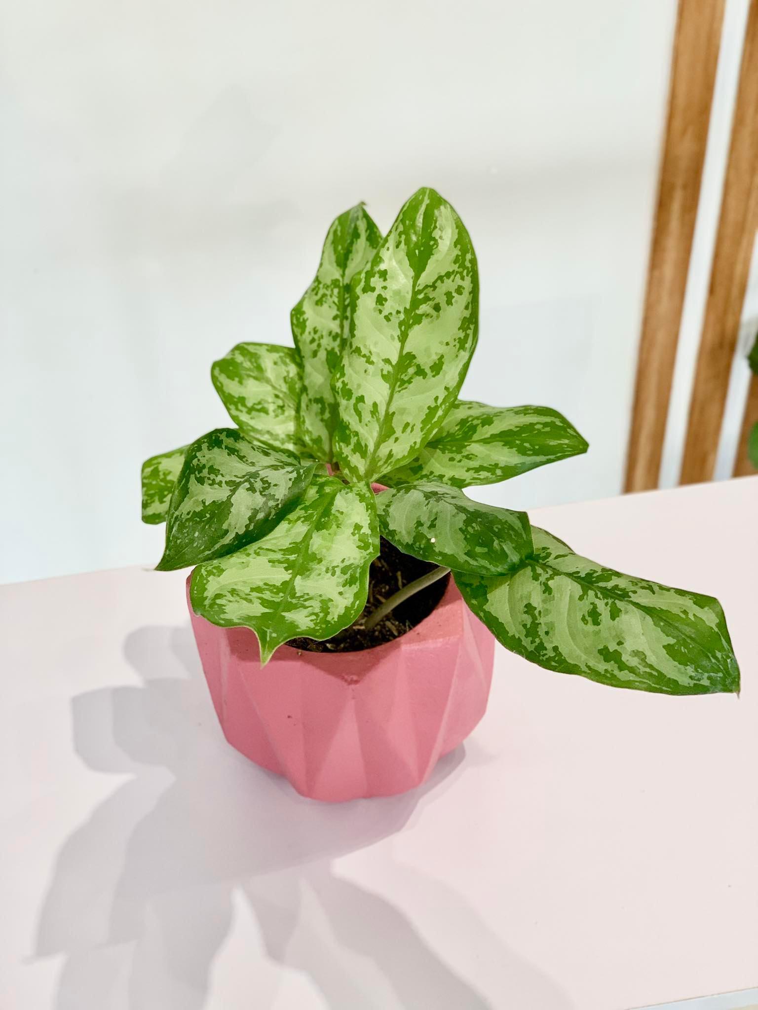 Aglaonema Chinese Evergreen - A Complete Guide