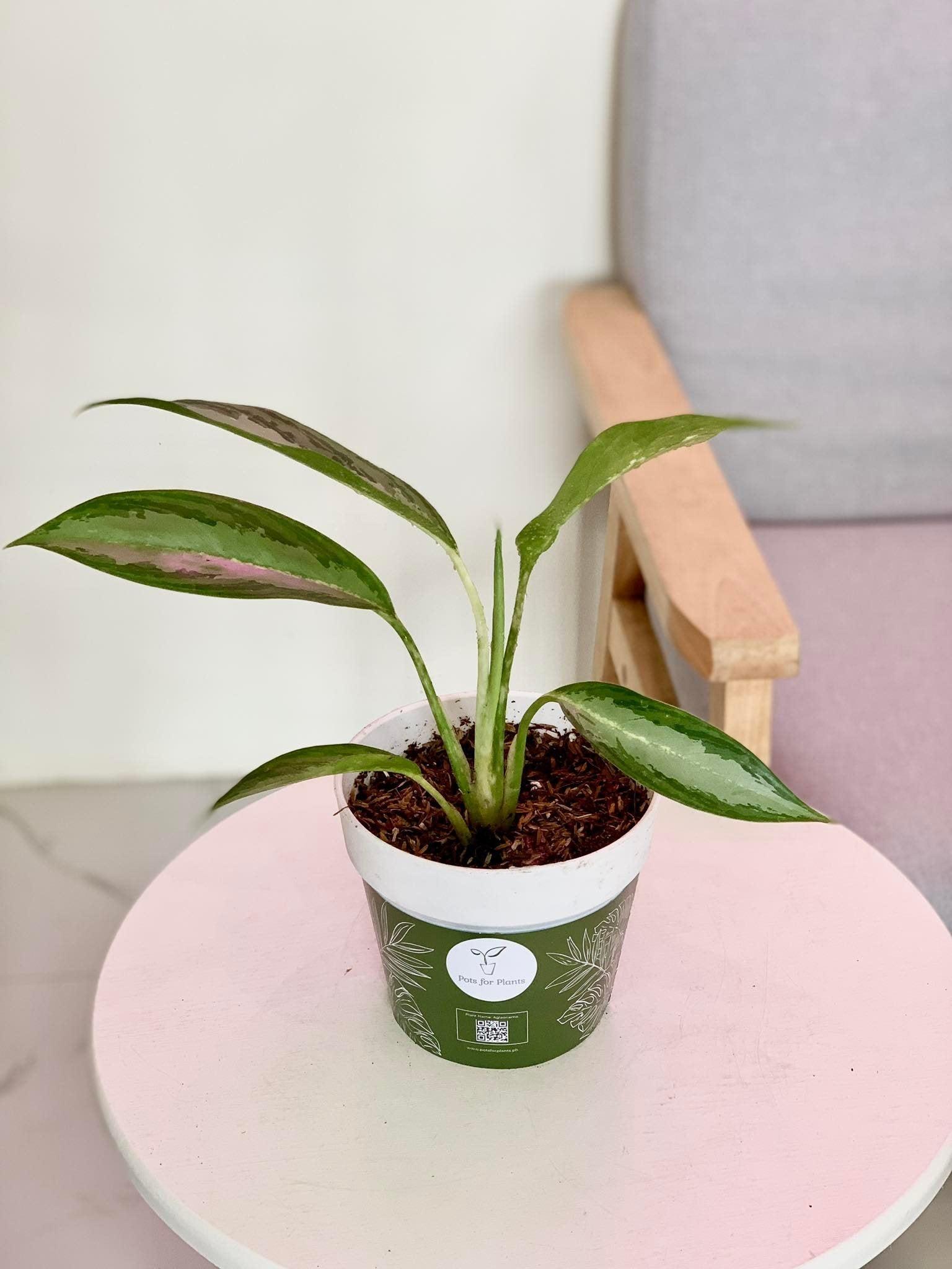 Aglaonema Green Long Leaf