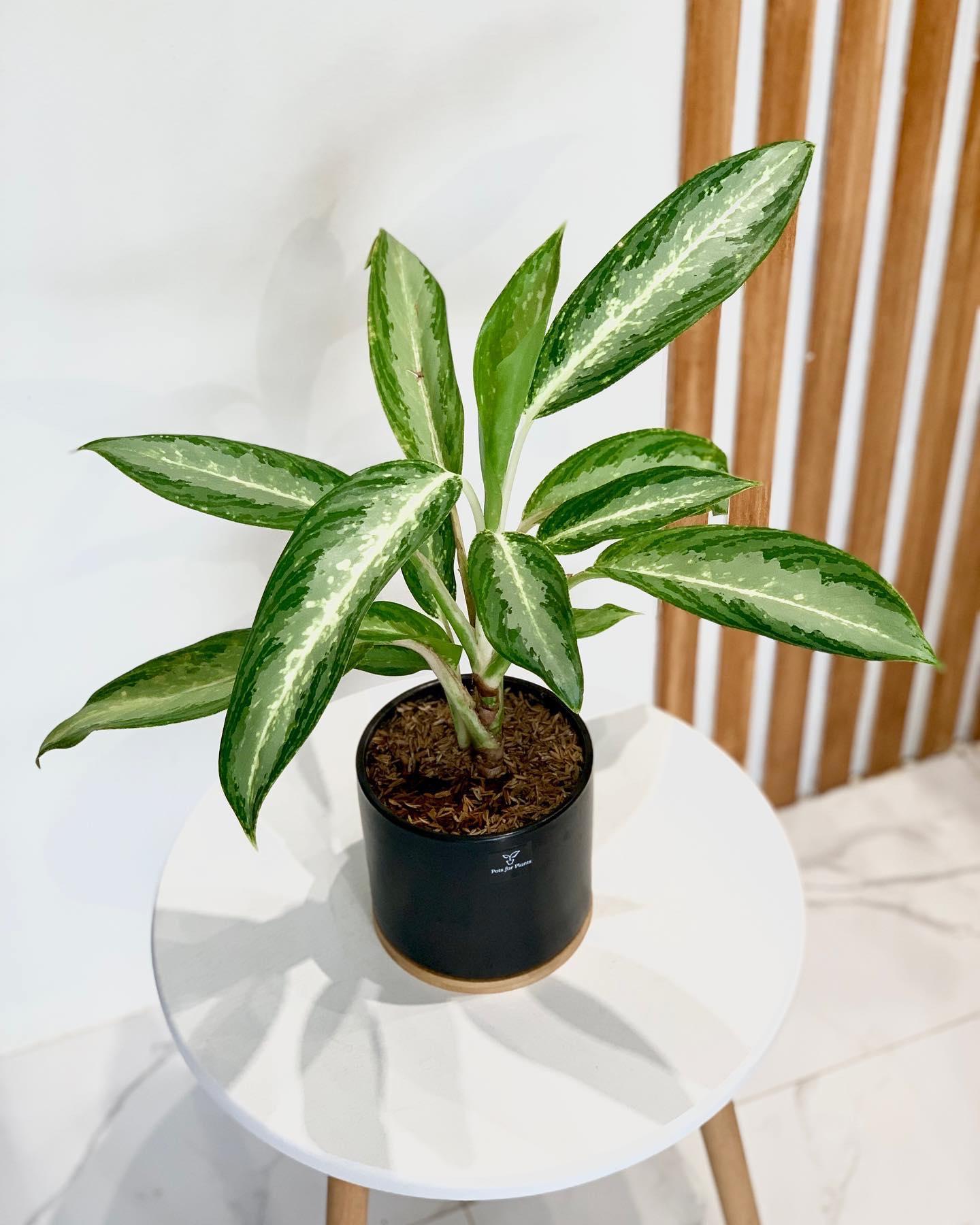 Aglaonema Green Long Leaf