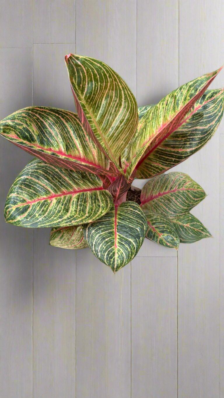 Aglaonema Hughes