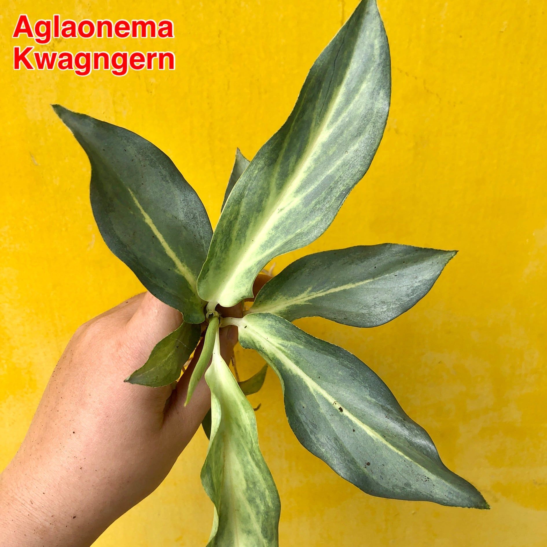 Aglaonema Kwa Ngern