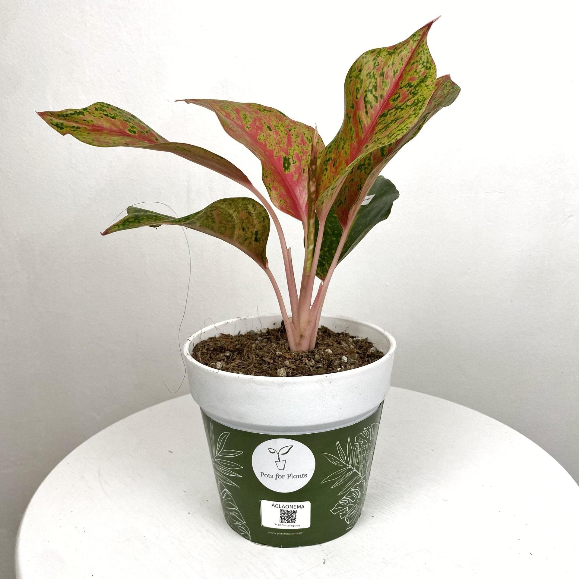 Aglaonema Kwagsub
