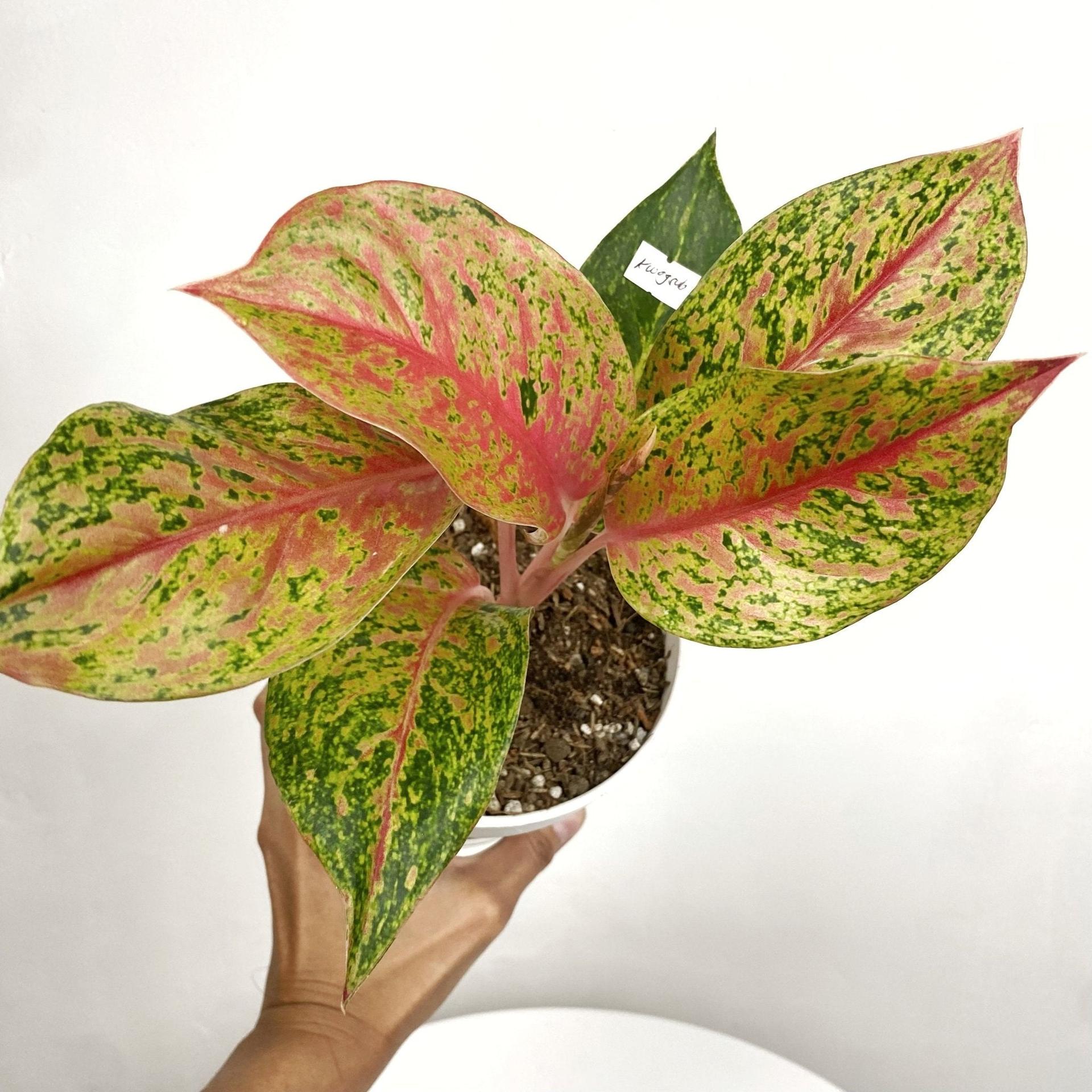 Aglaonema Kwagsub