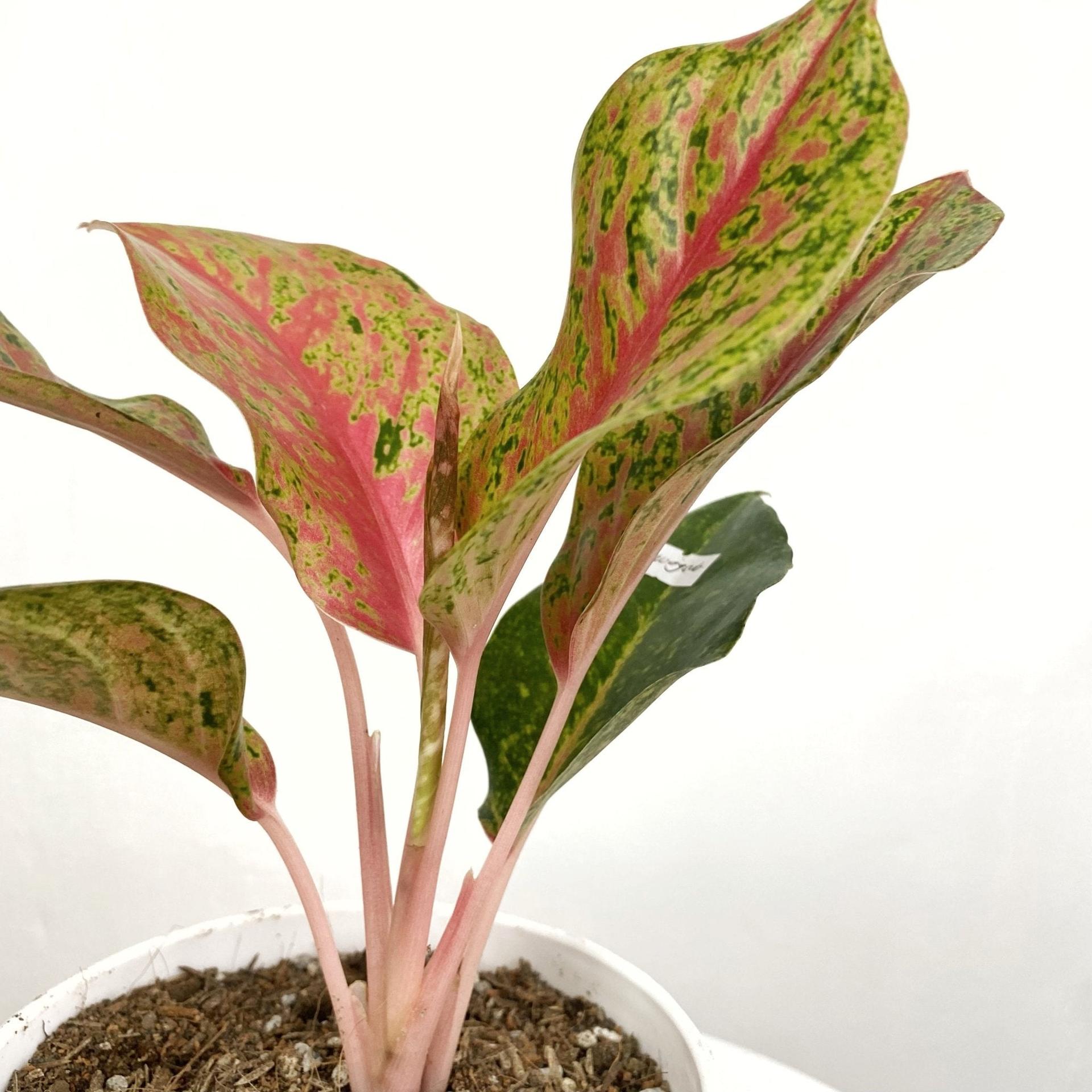 Aglaonema Kwagsub