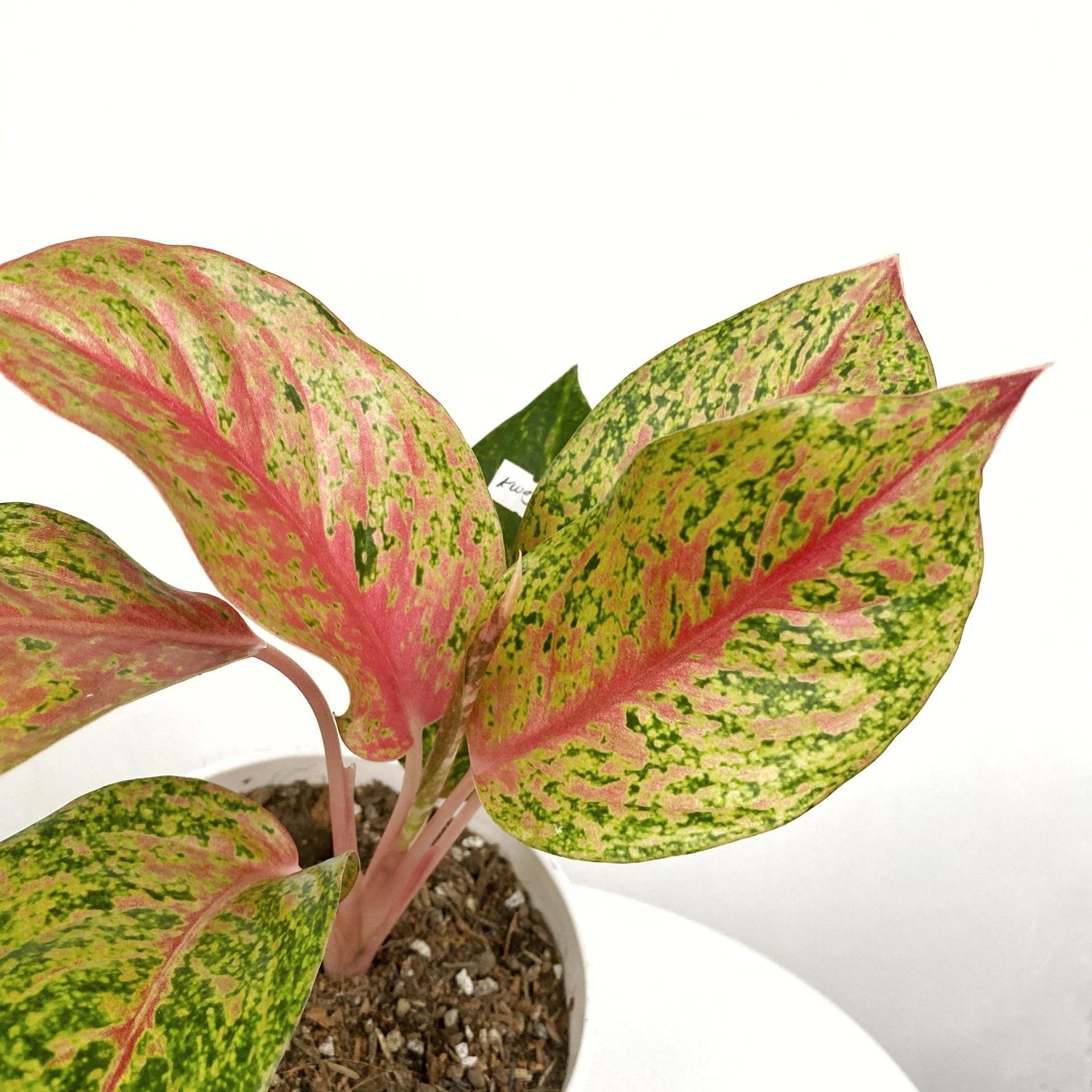 Aglaonema Kwagsub