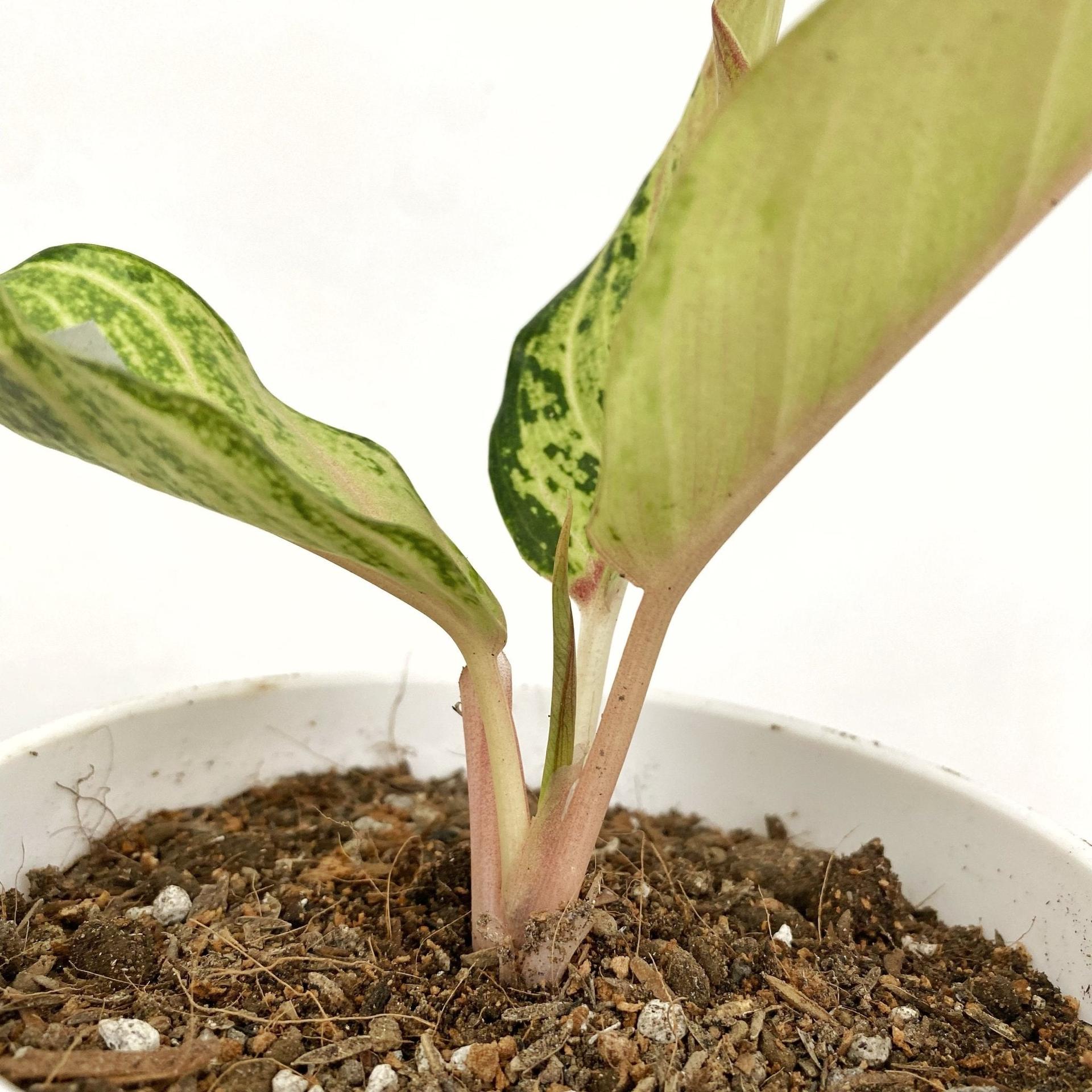 Aglaonema Lucky