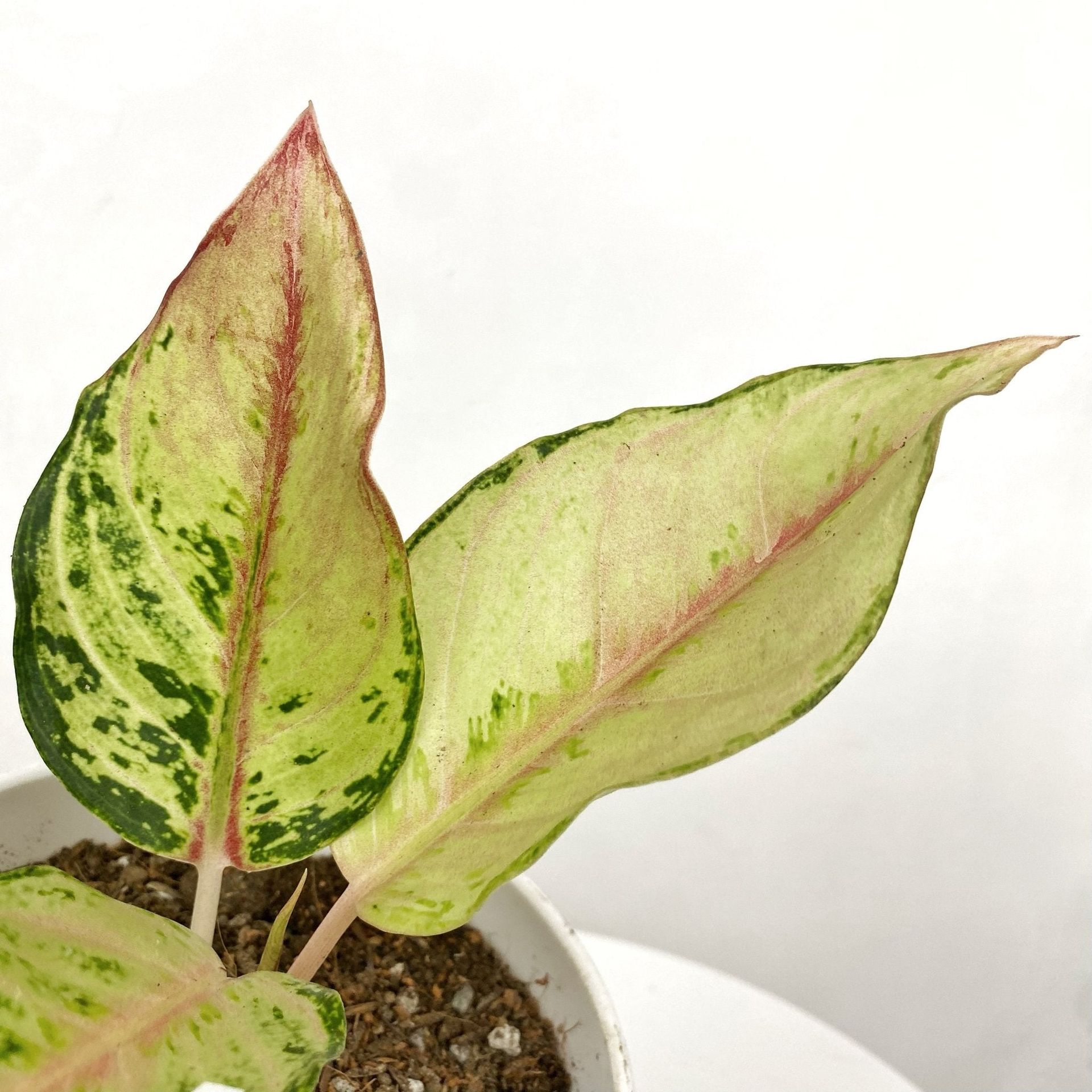 Aglaonema Lucky