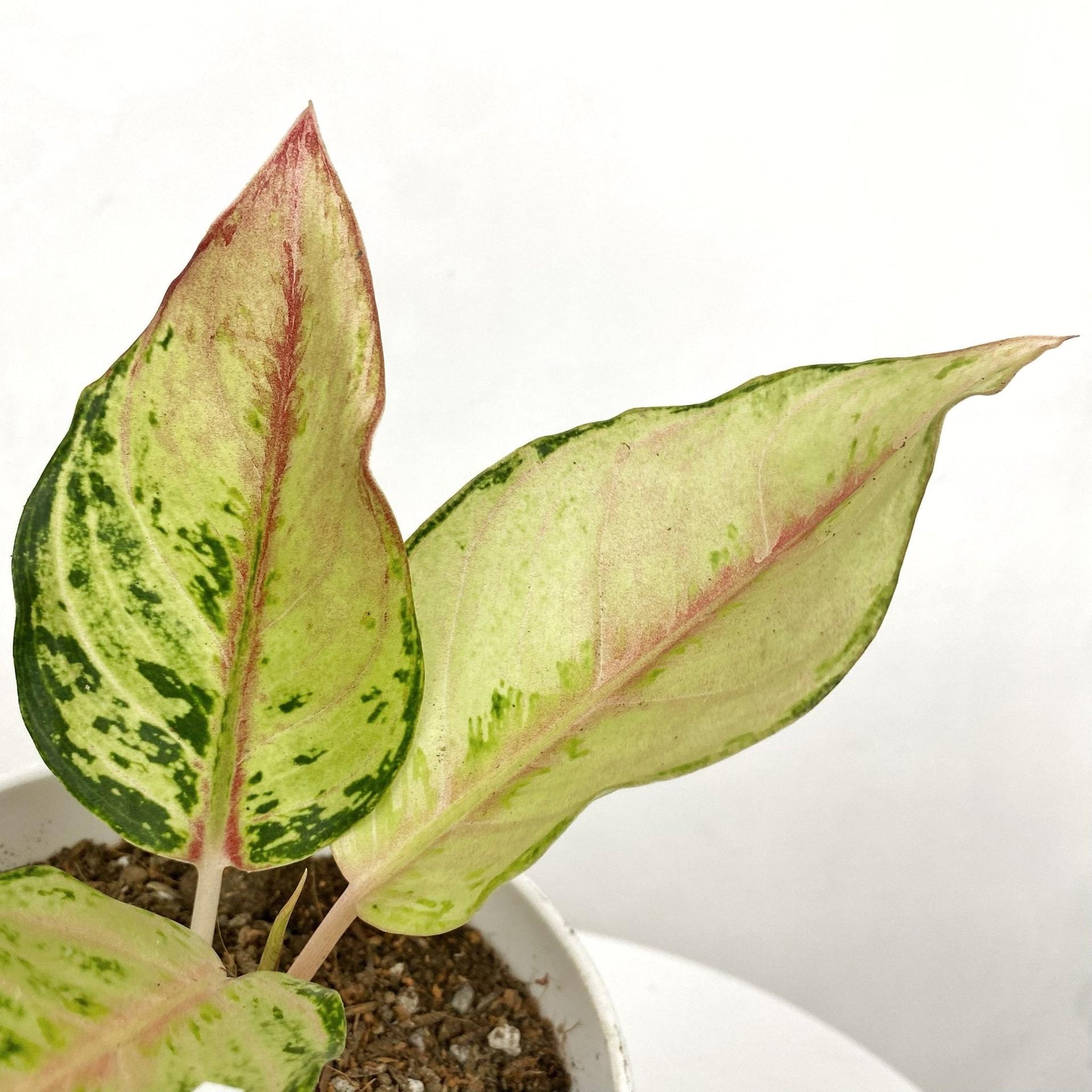 Aglaonema Lucky