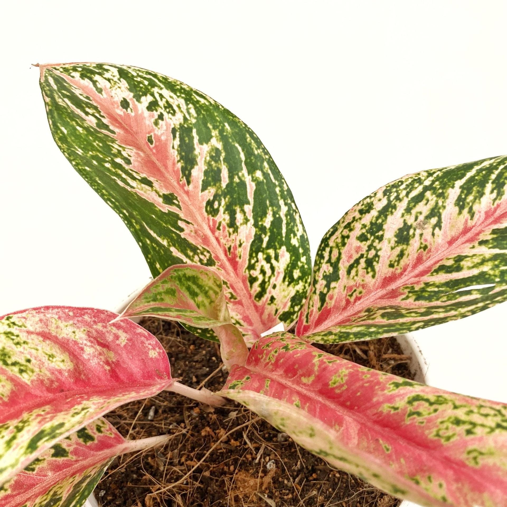 Aglaonema Mongkol Siam