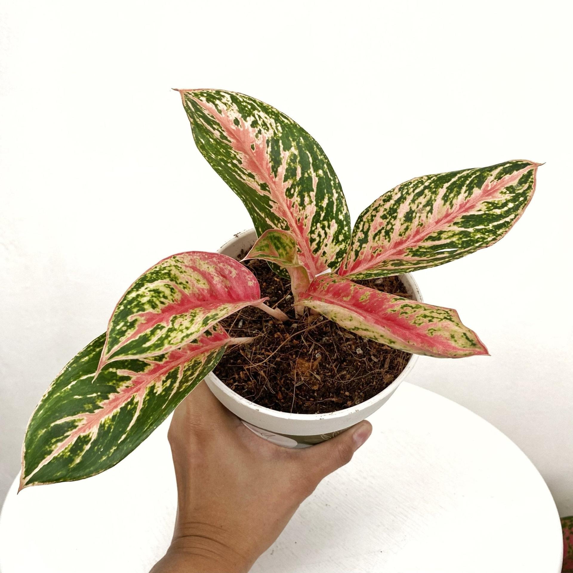 Aglaonema Mongkol Siam