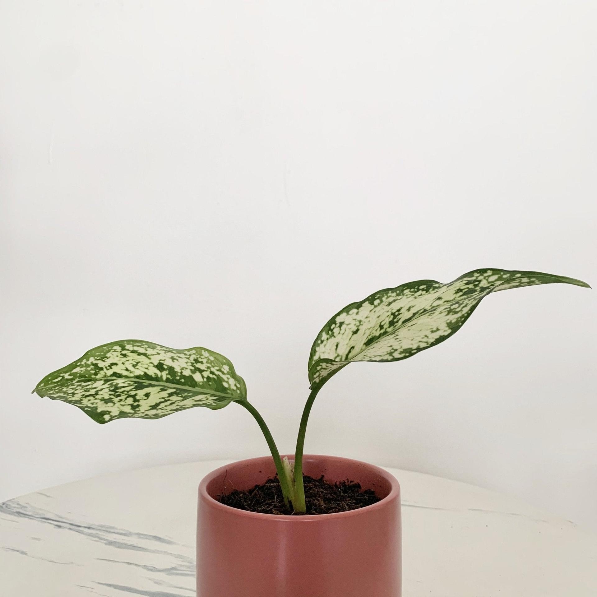 Aglaonema Phet Nam Nung