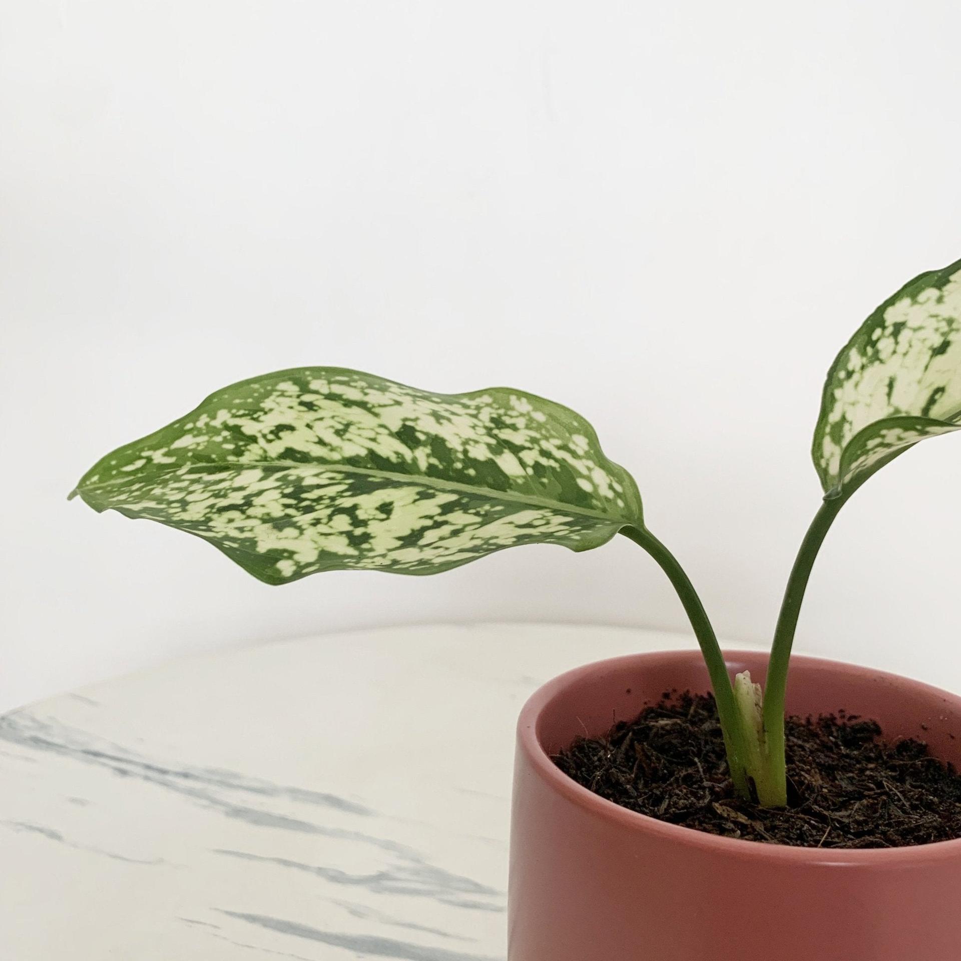Aglaonema Phet Nam Nung