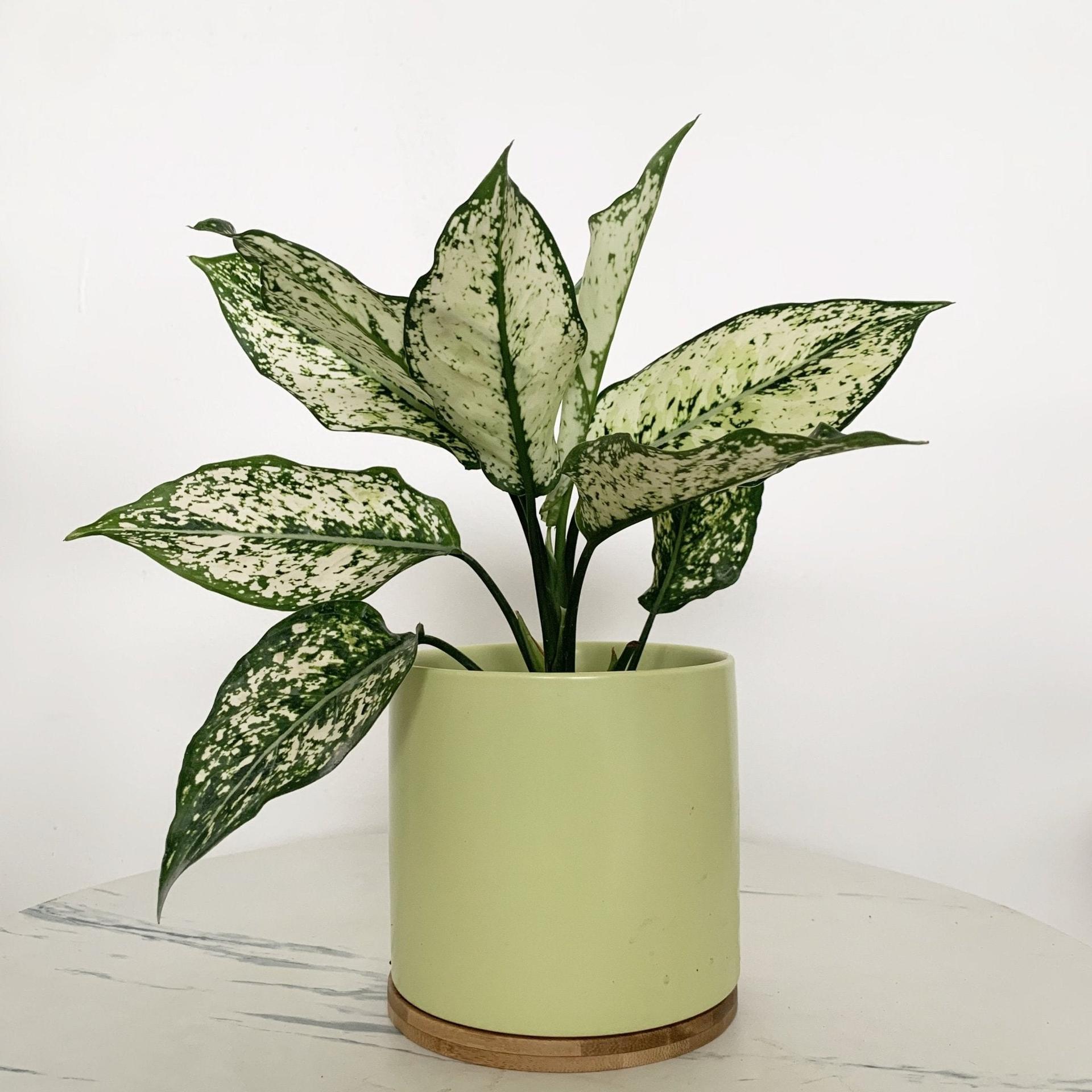 Aglaonema Phet Nam Nung