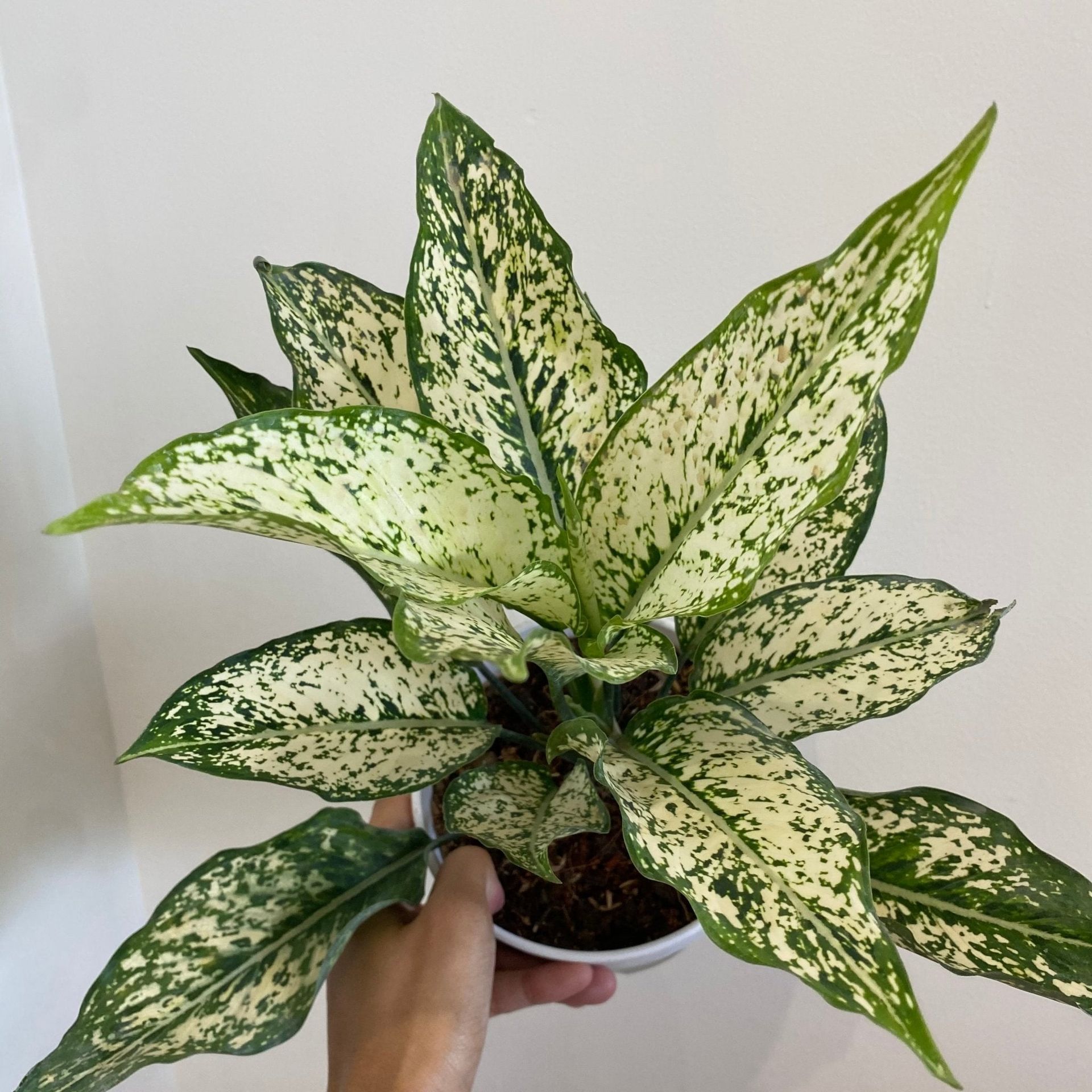 Aglaonema Phet Nam Nung