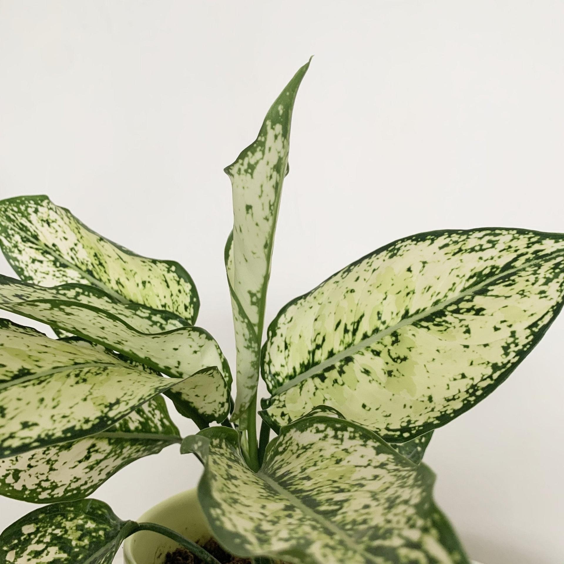Aglaonema Phet Nam Nung