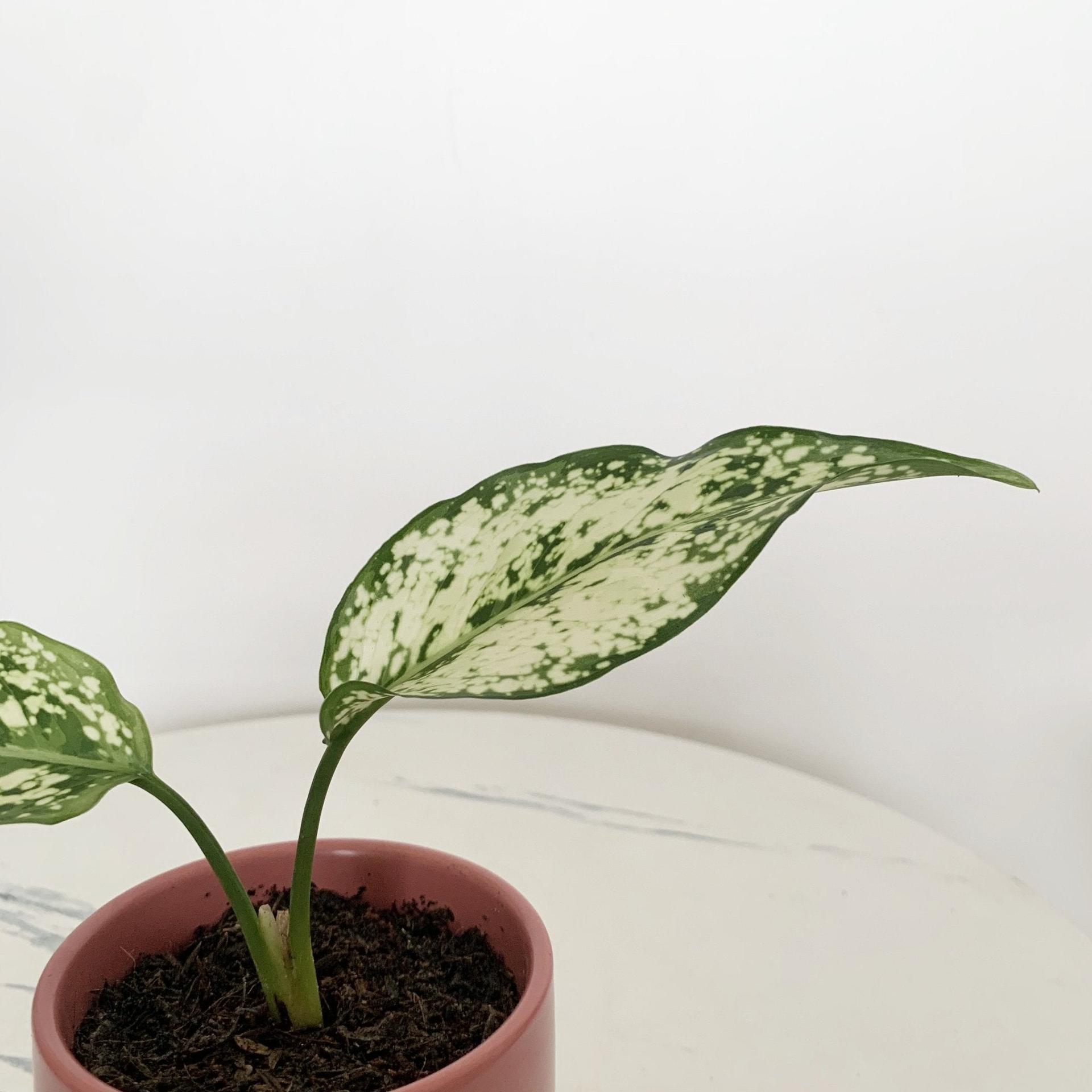 Aglaonema Phet Nam Nung