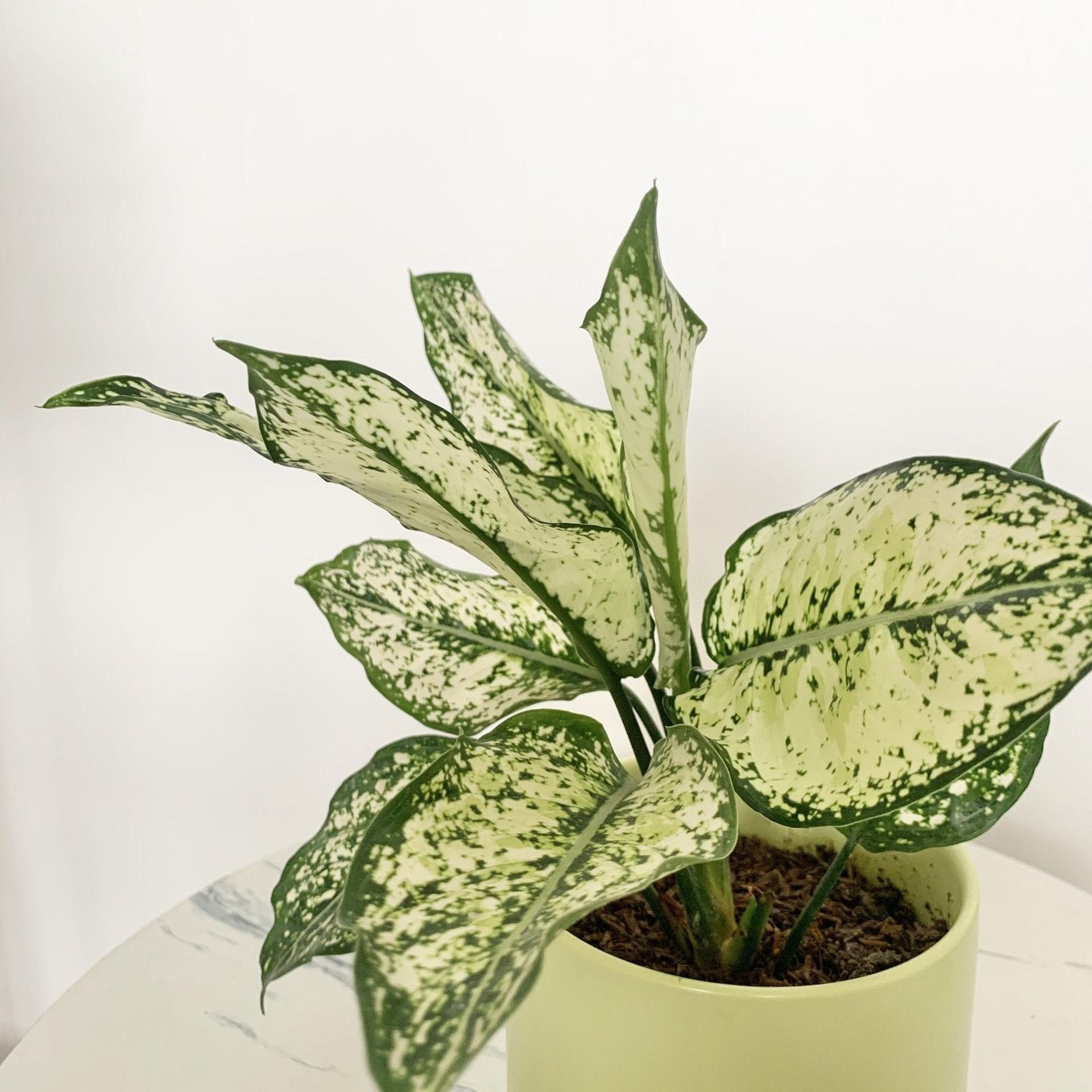 Aglaonema Phet Nam Nung