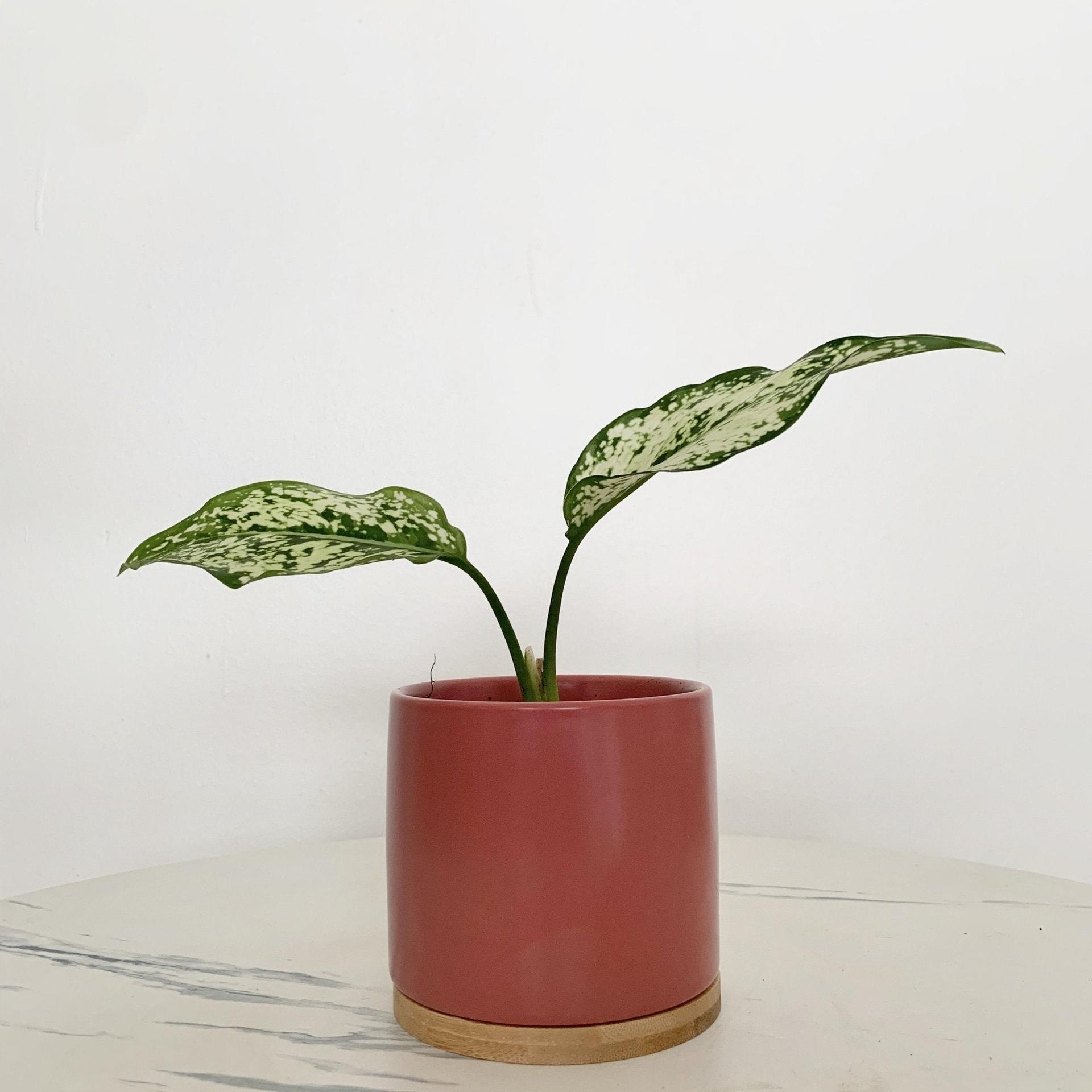 Aglaonema Phet Nam Nung