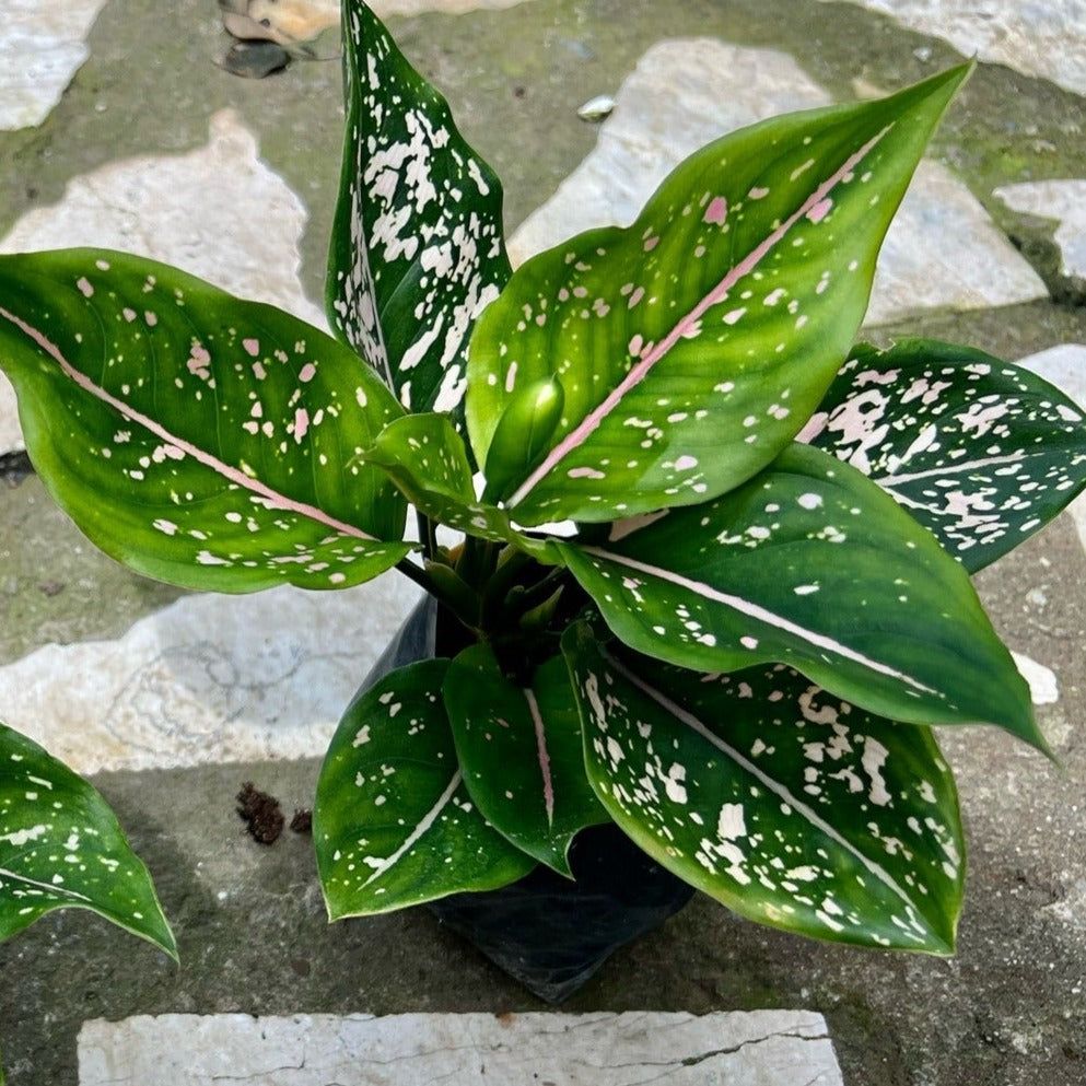 Aglaonema Pink Dalmatian