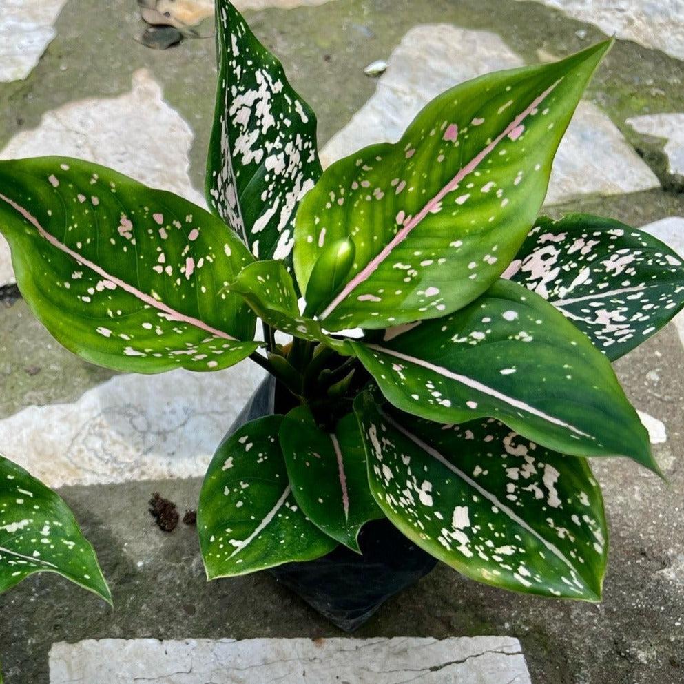 Aglaonema Pink Dalmatian