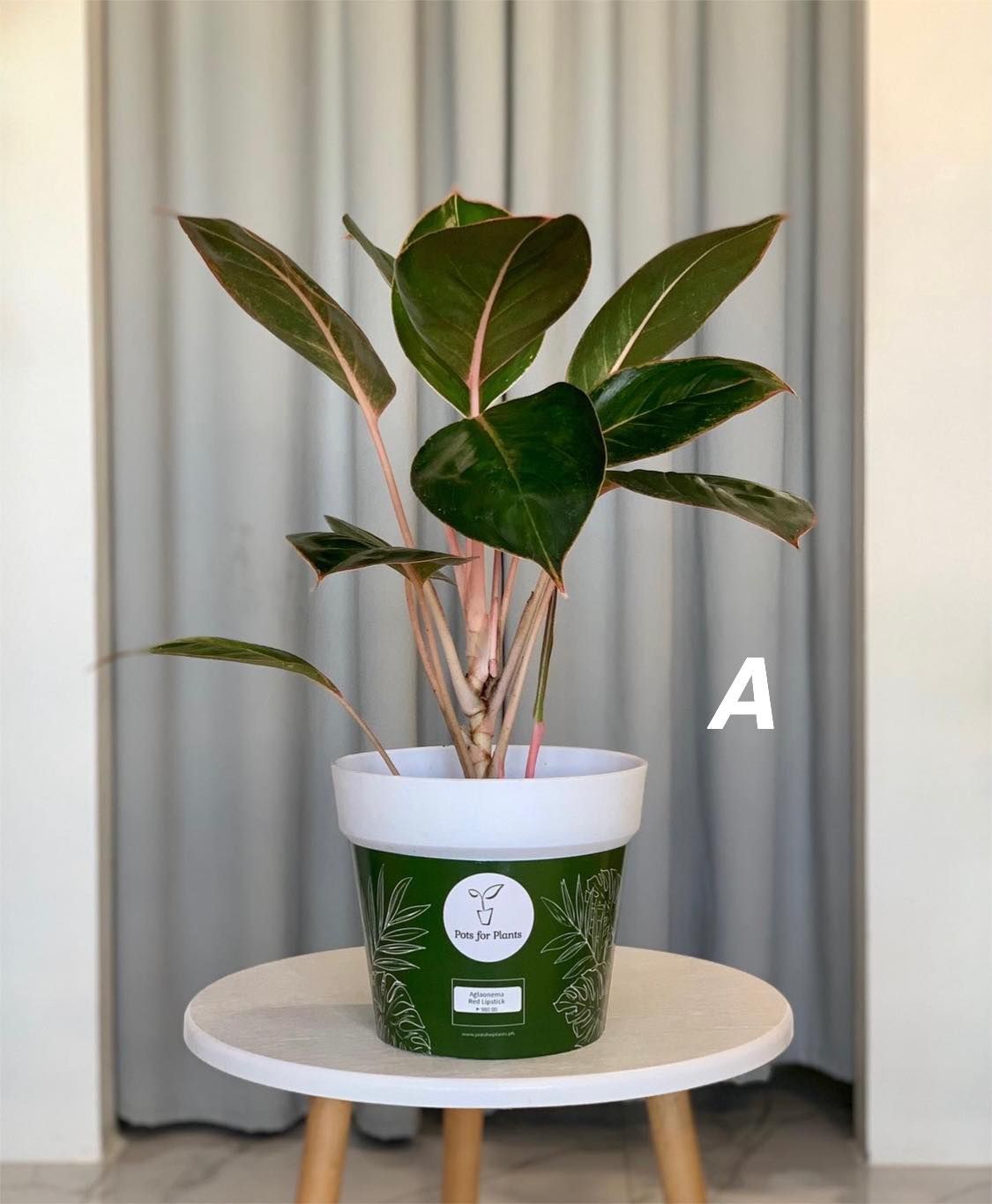 Aglaonema Pink Lipstick