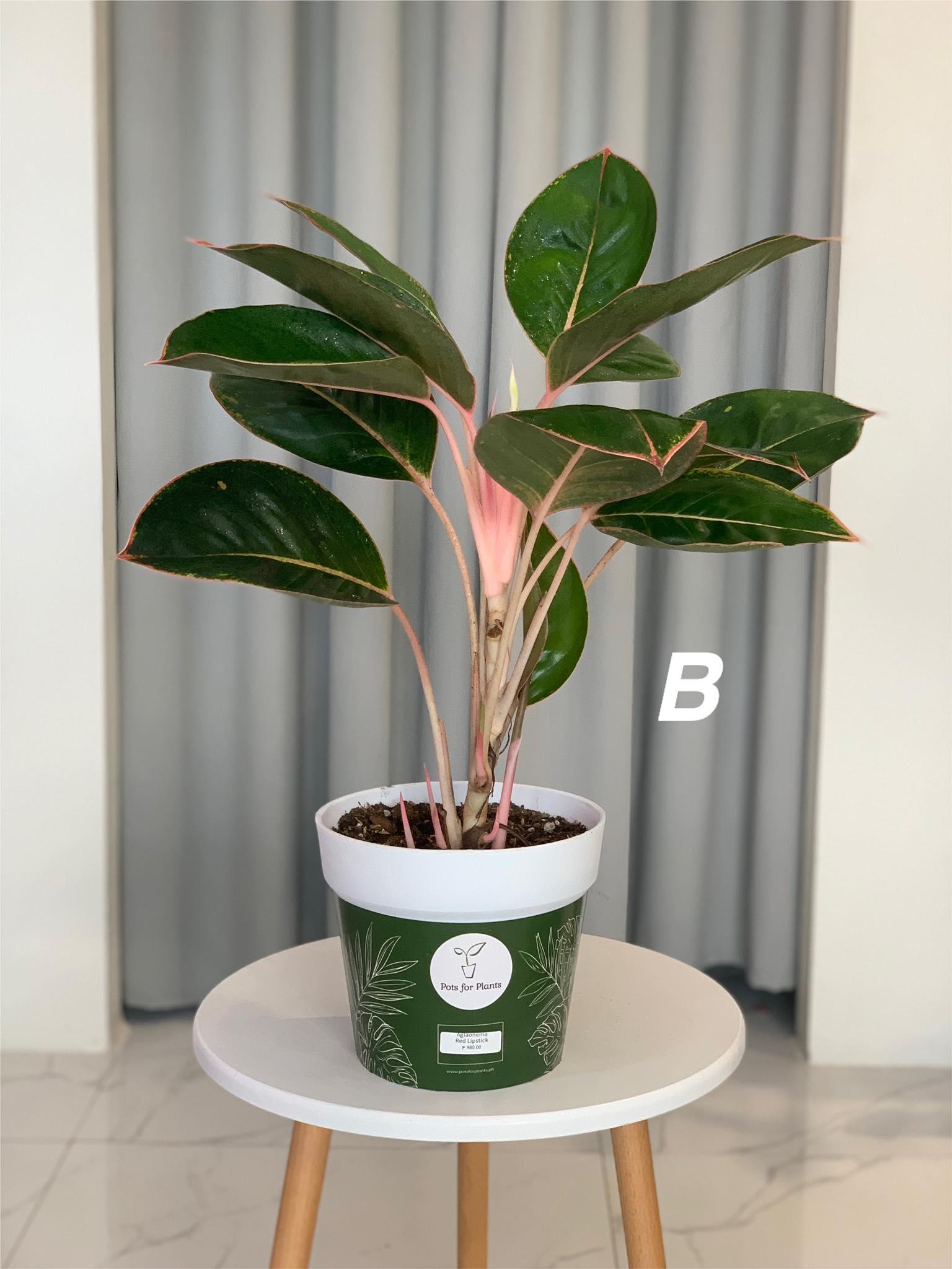 Aglaonema Pink Lipstick