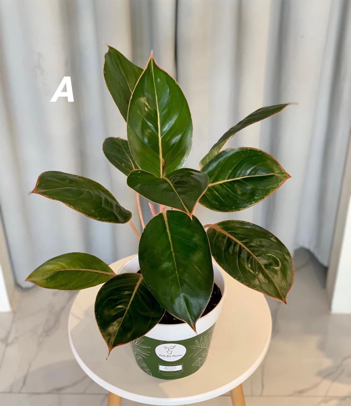 Aglaonema Pink Lipstick