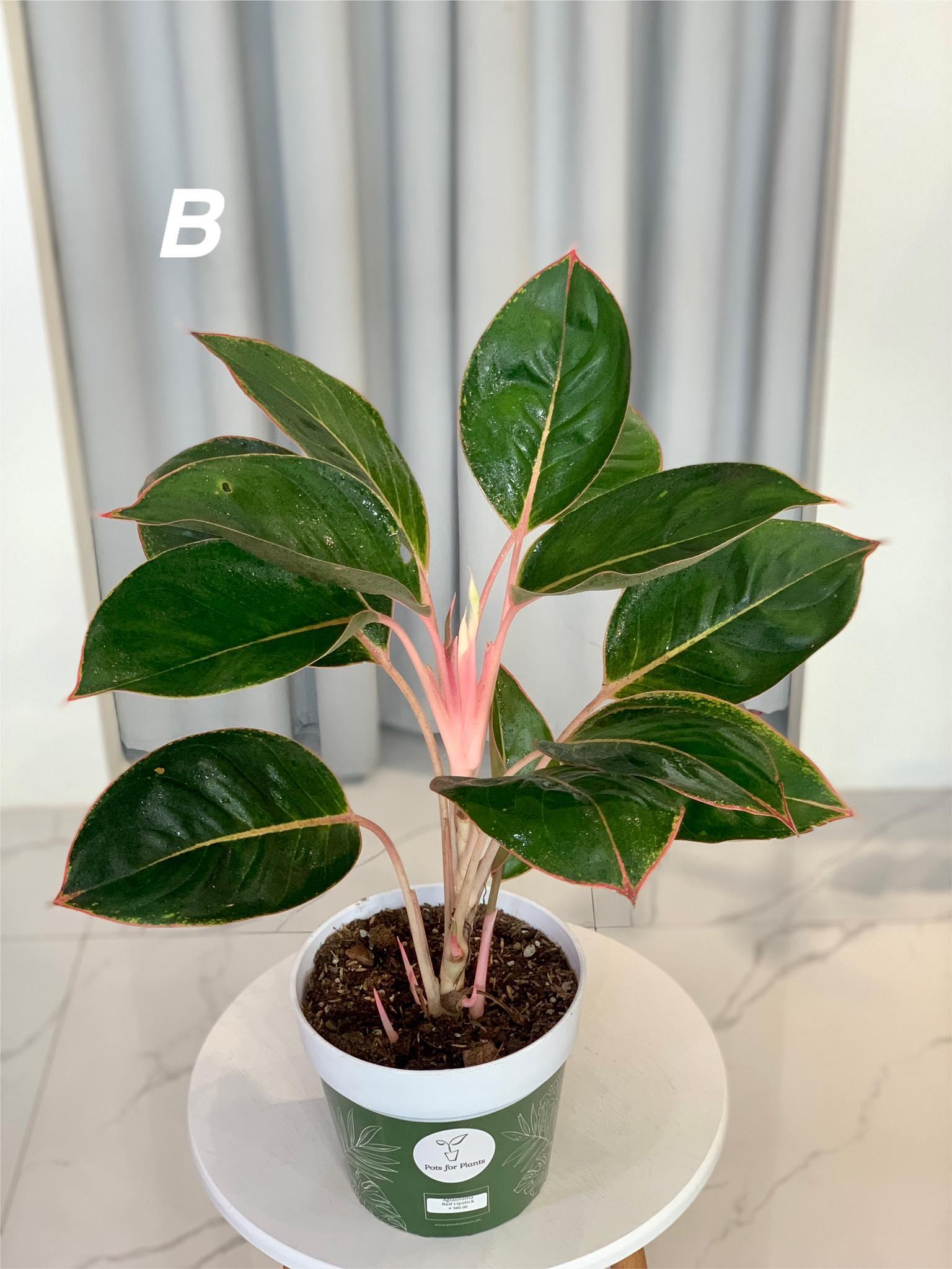 Aglaonema Pink Lipstick