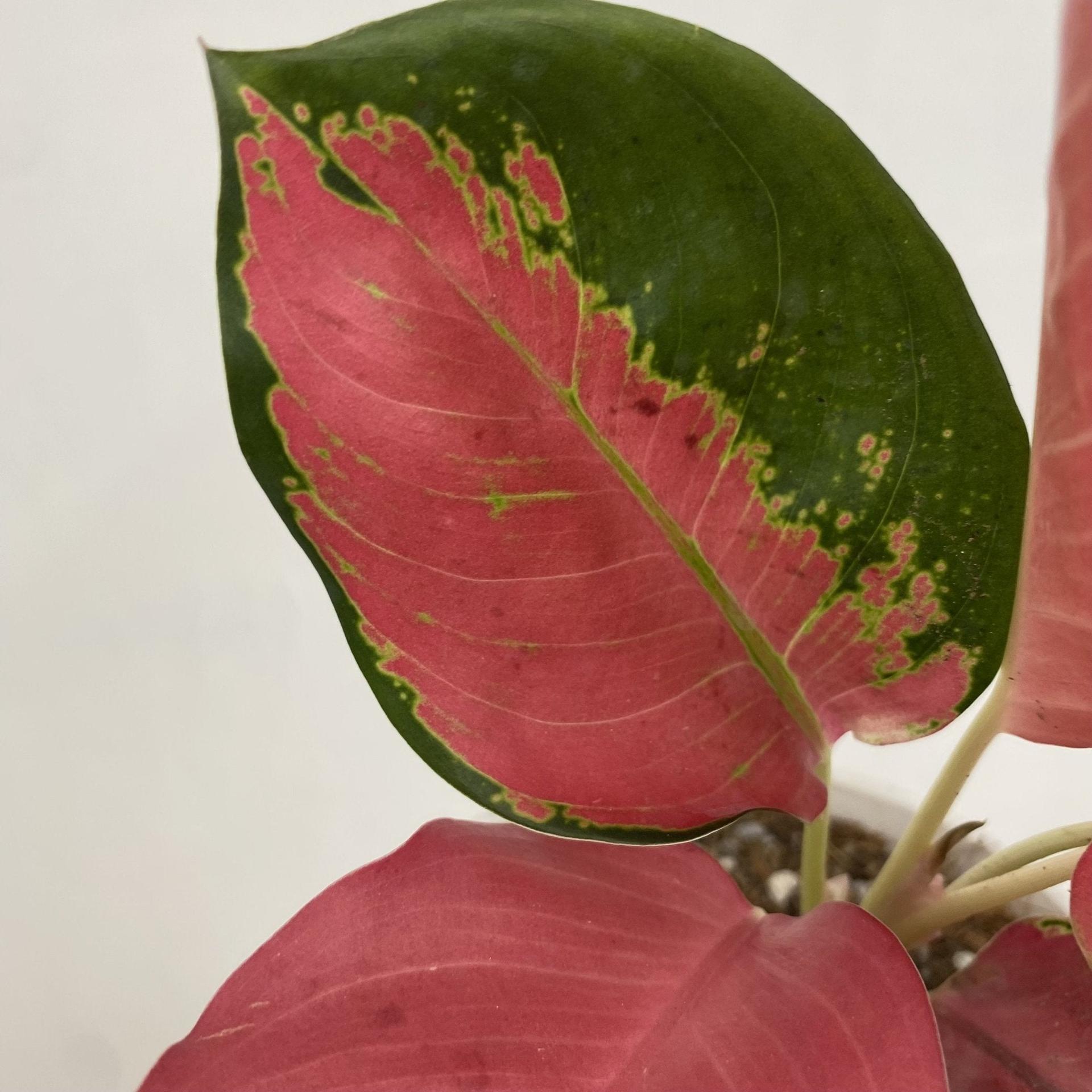 Aglaonema Pink Suksom