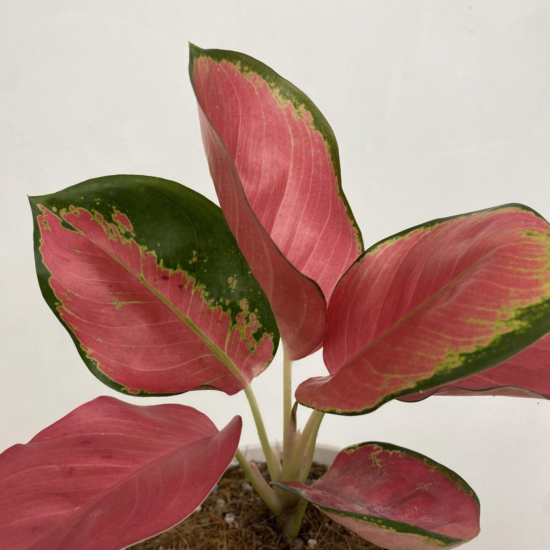 Aglaonema Pink Suksom