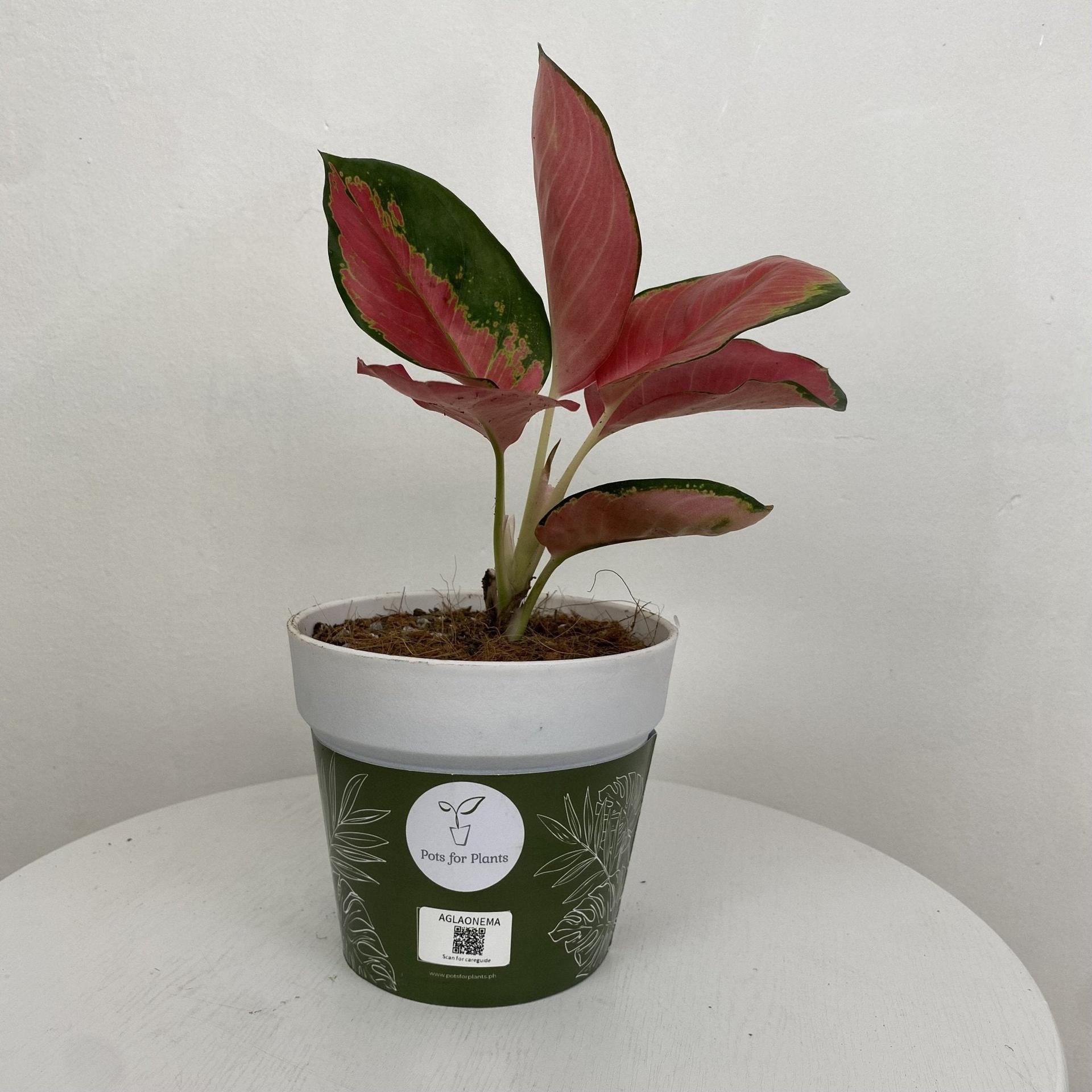 Aglaonema Pink Suksom