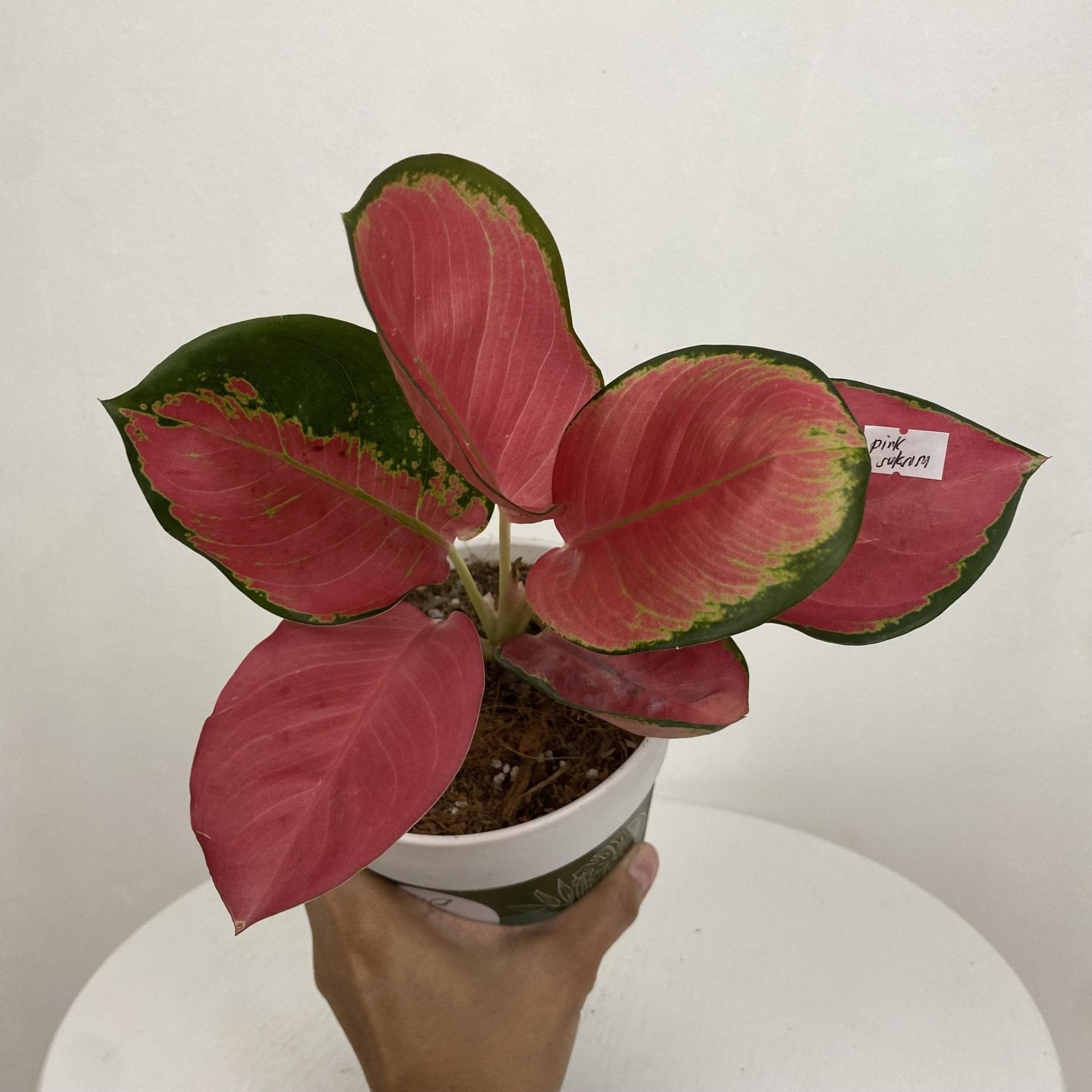 Aglaonema Pink Suksom
