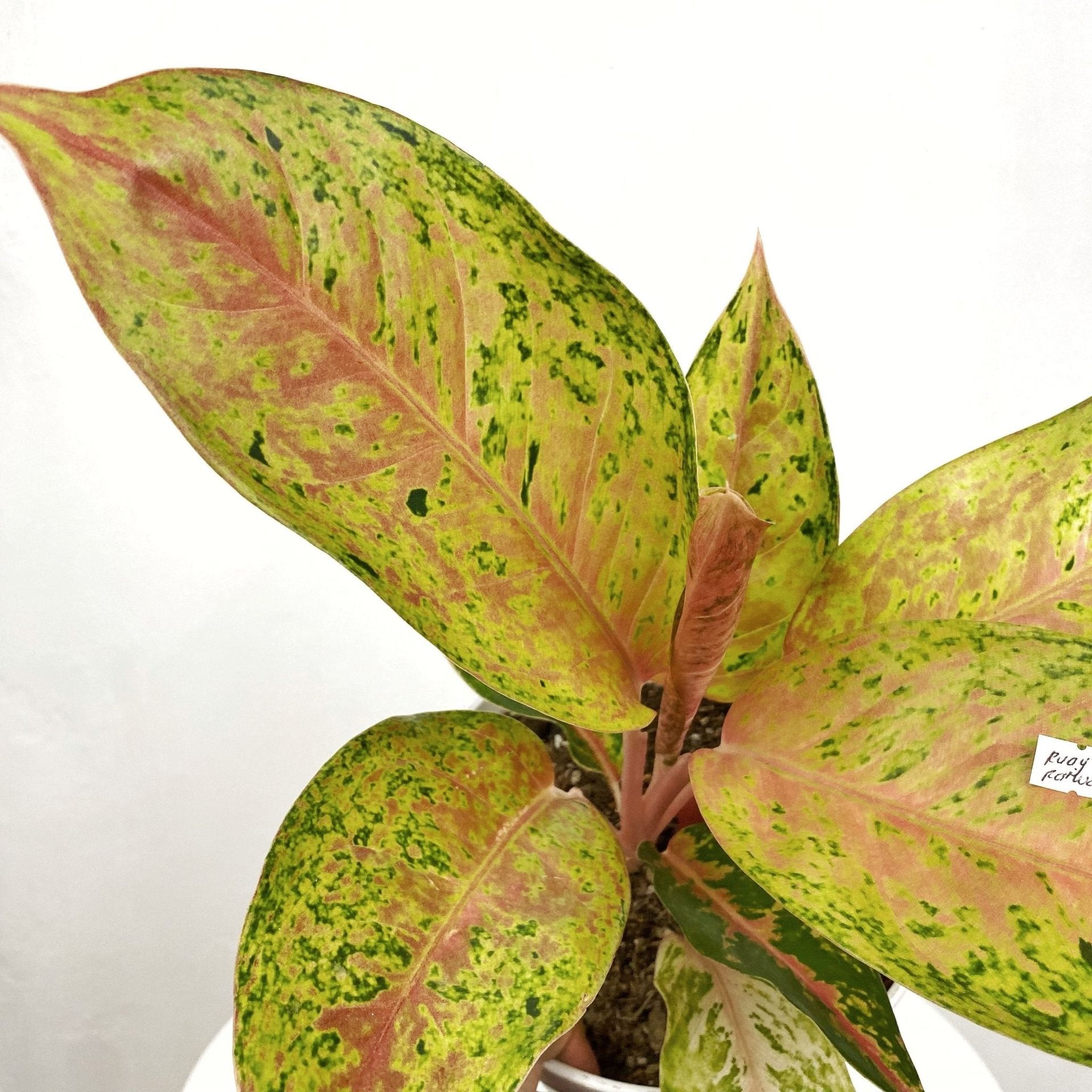 Aglaonema Ruay Raiwan