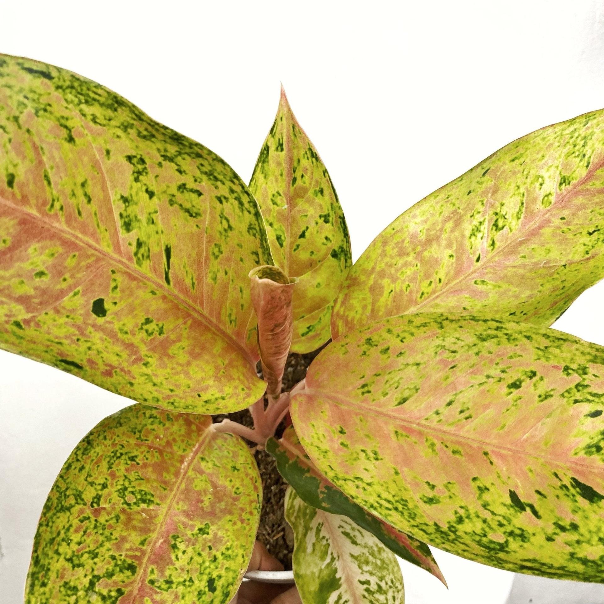 Aglaonema Ruay Raiwan
