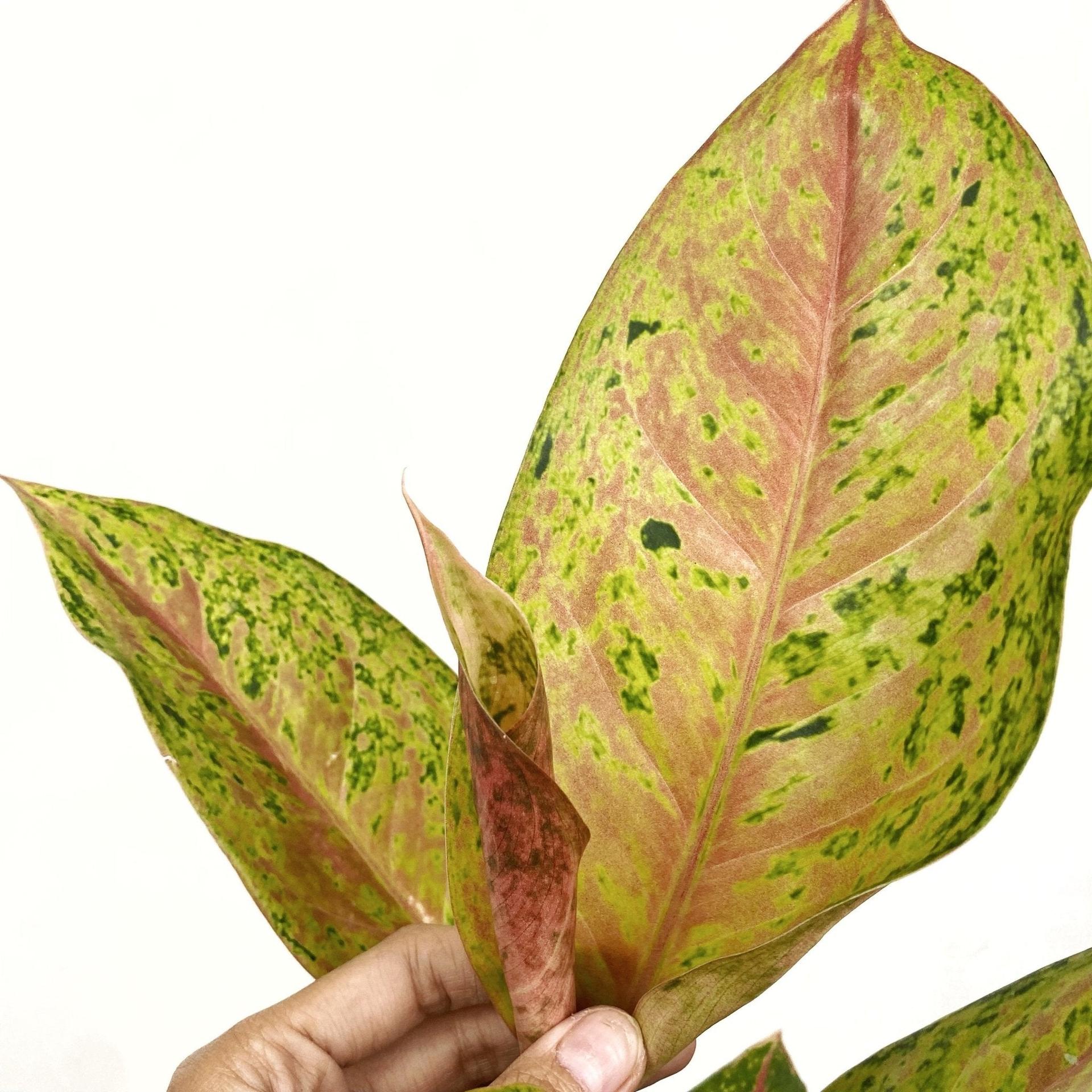 Aglaonema Ruay Raiwan