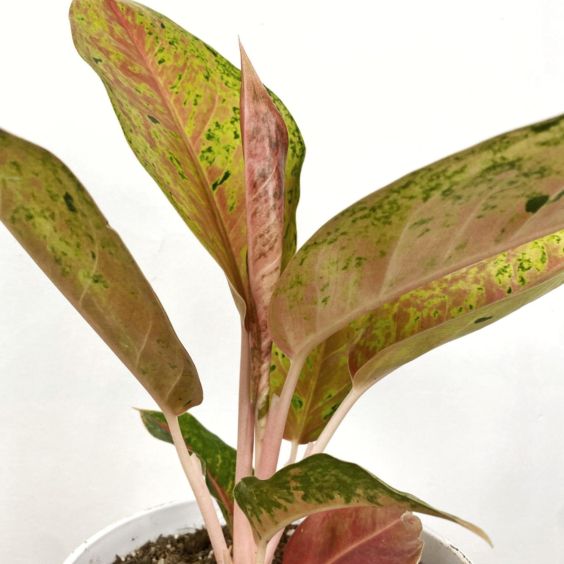 Aglaonema Ruay Raiwan